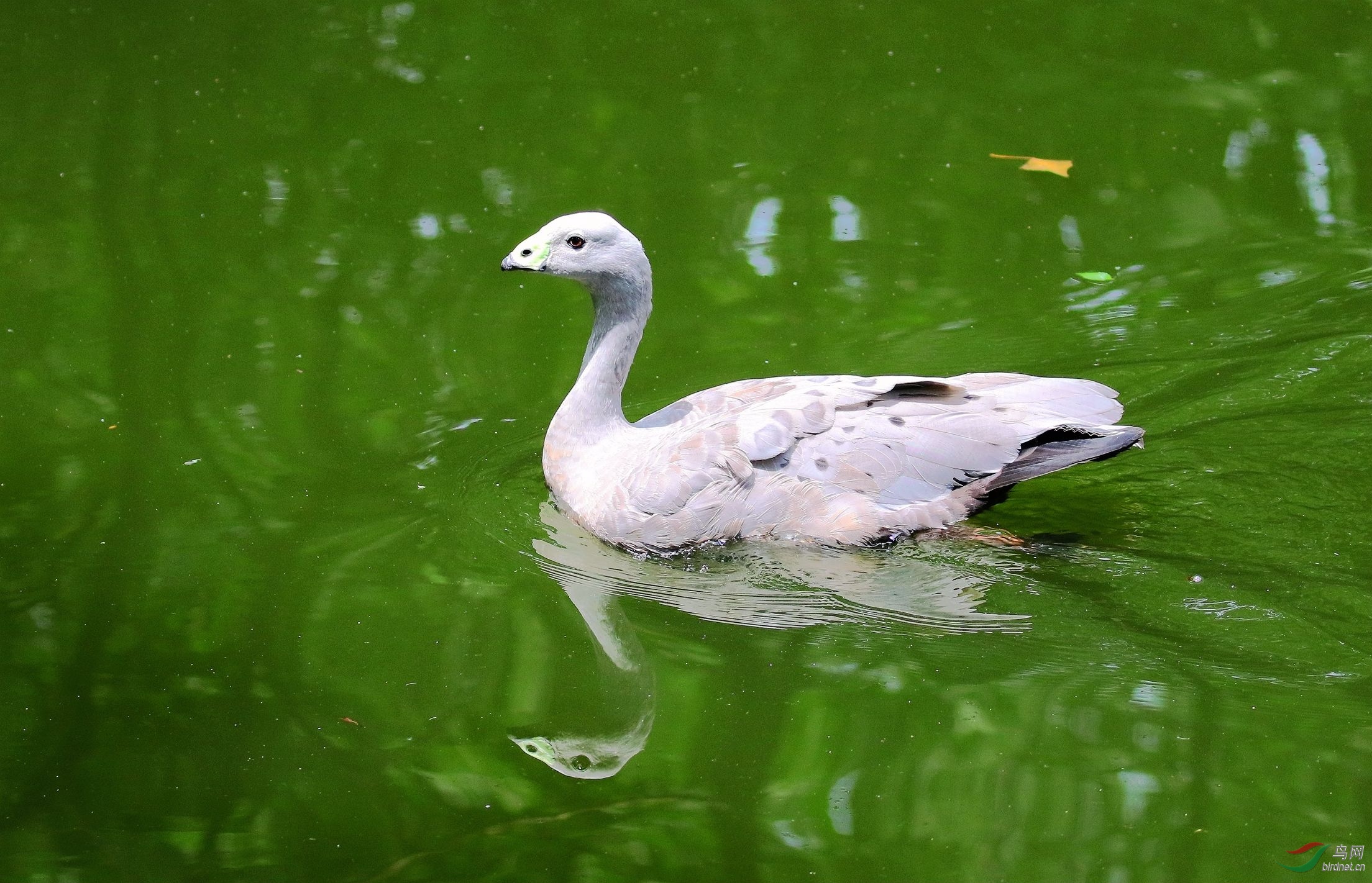 憨态十足的蜡嘴雁