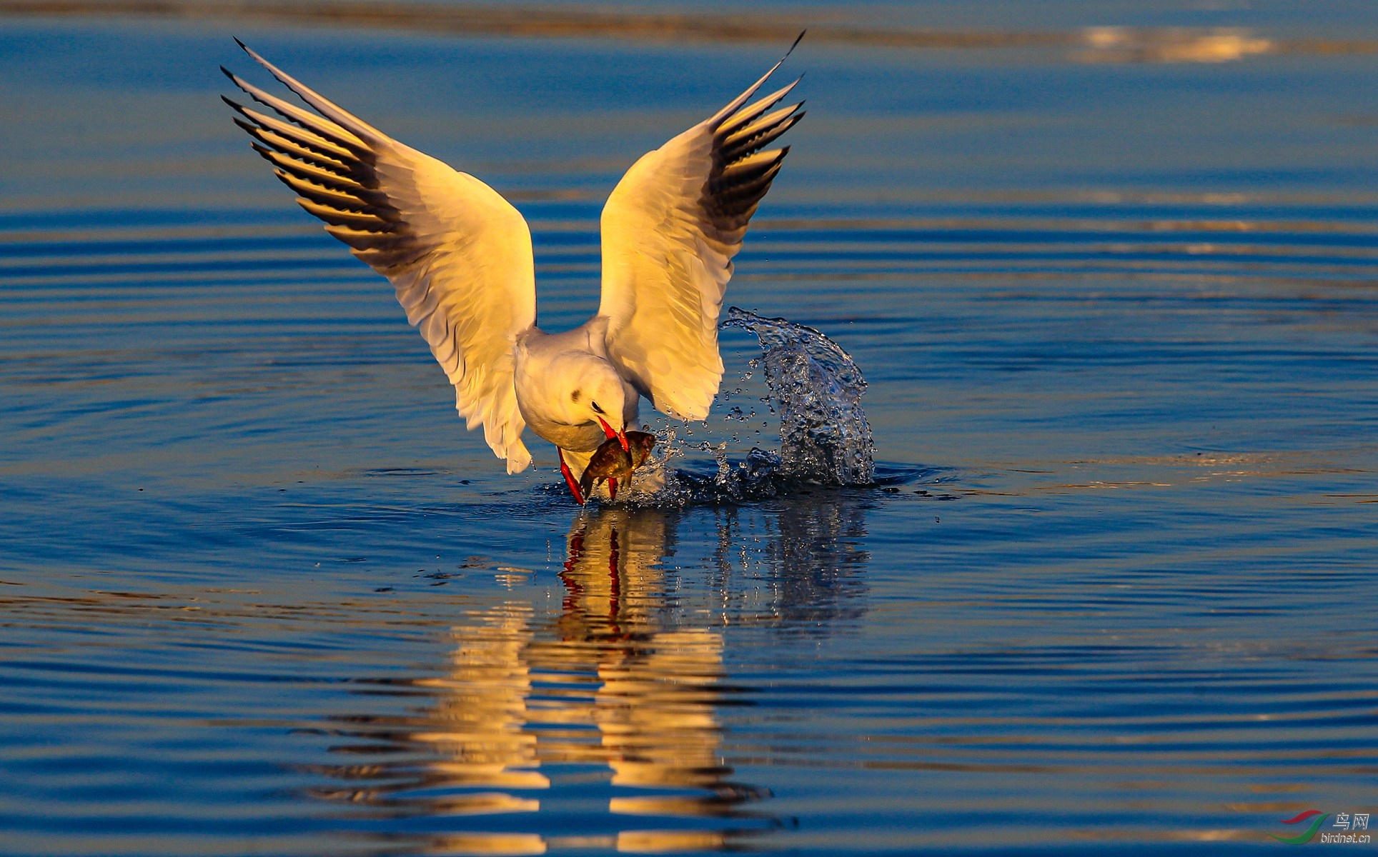 城区湖内来鸥鸟3