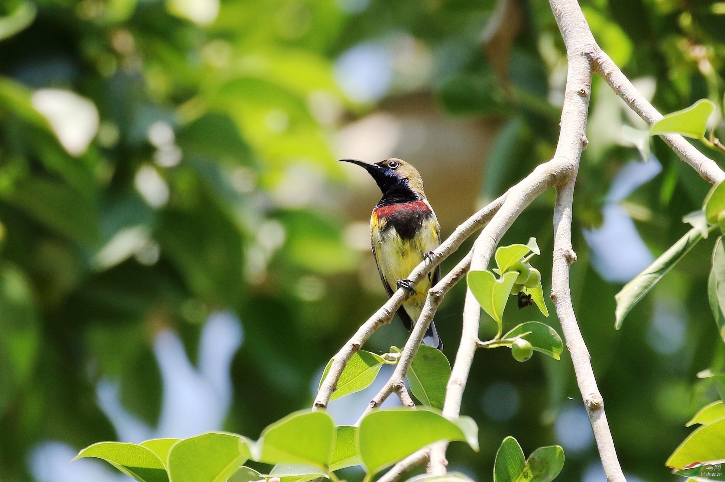 热带丛林中的太阳鸟