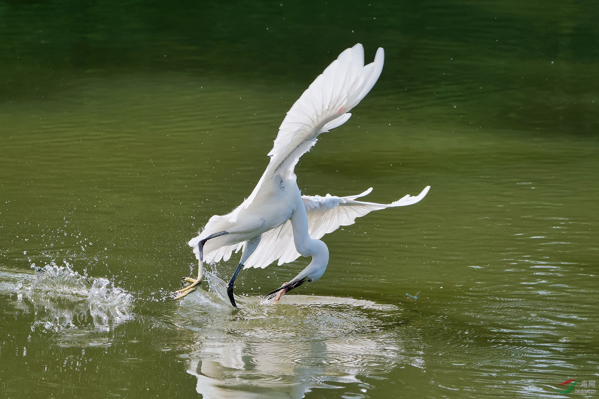 DSC_5334.jpg