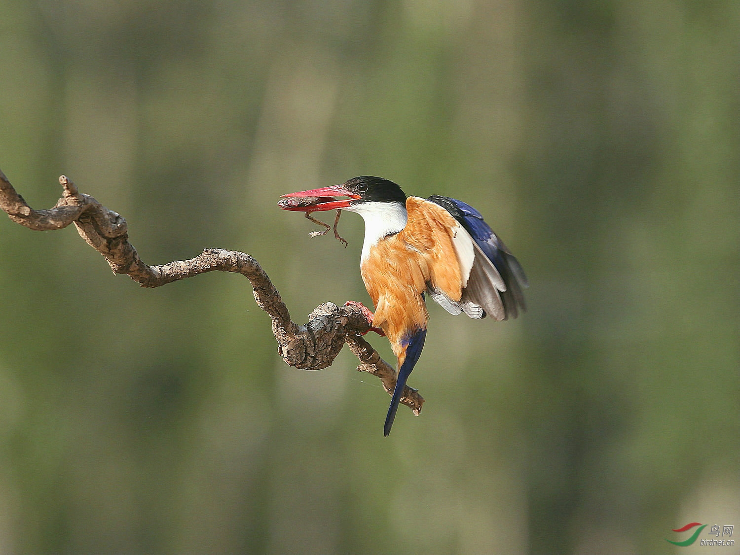 9795 ����.jpg