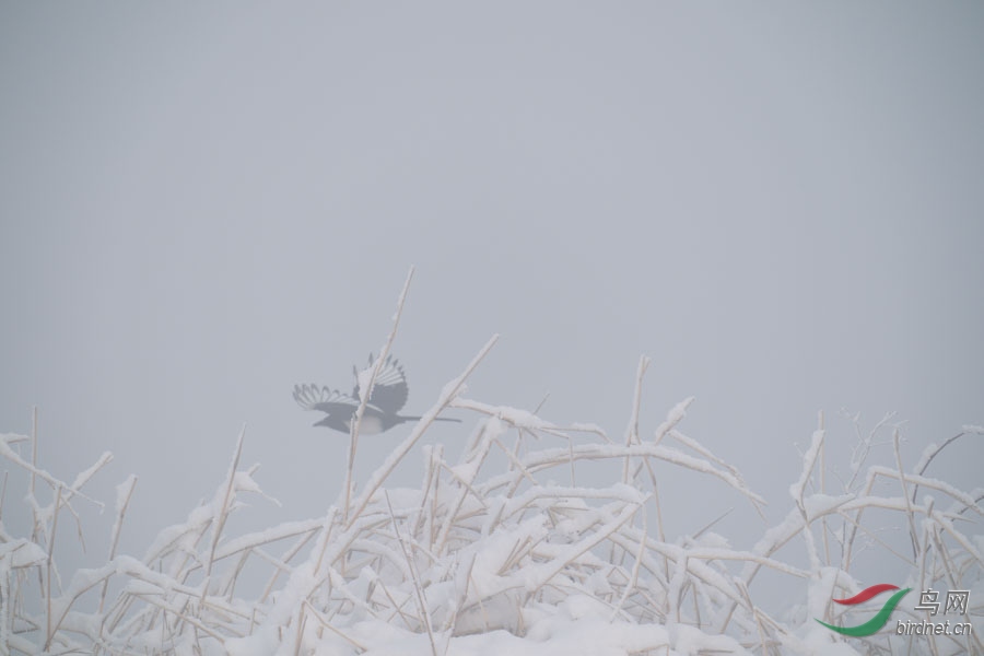 DSC00699.jpg