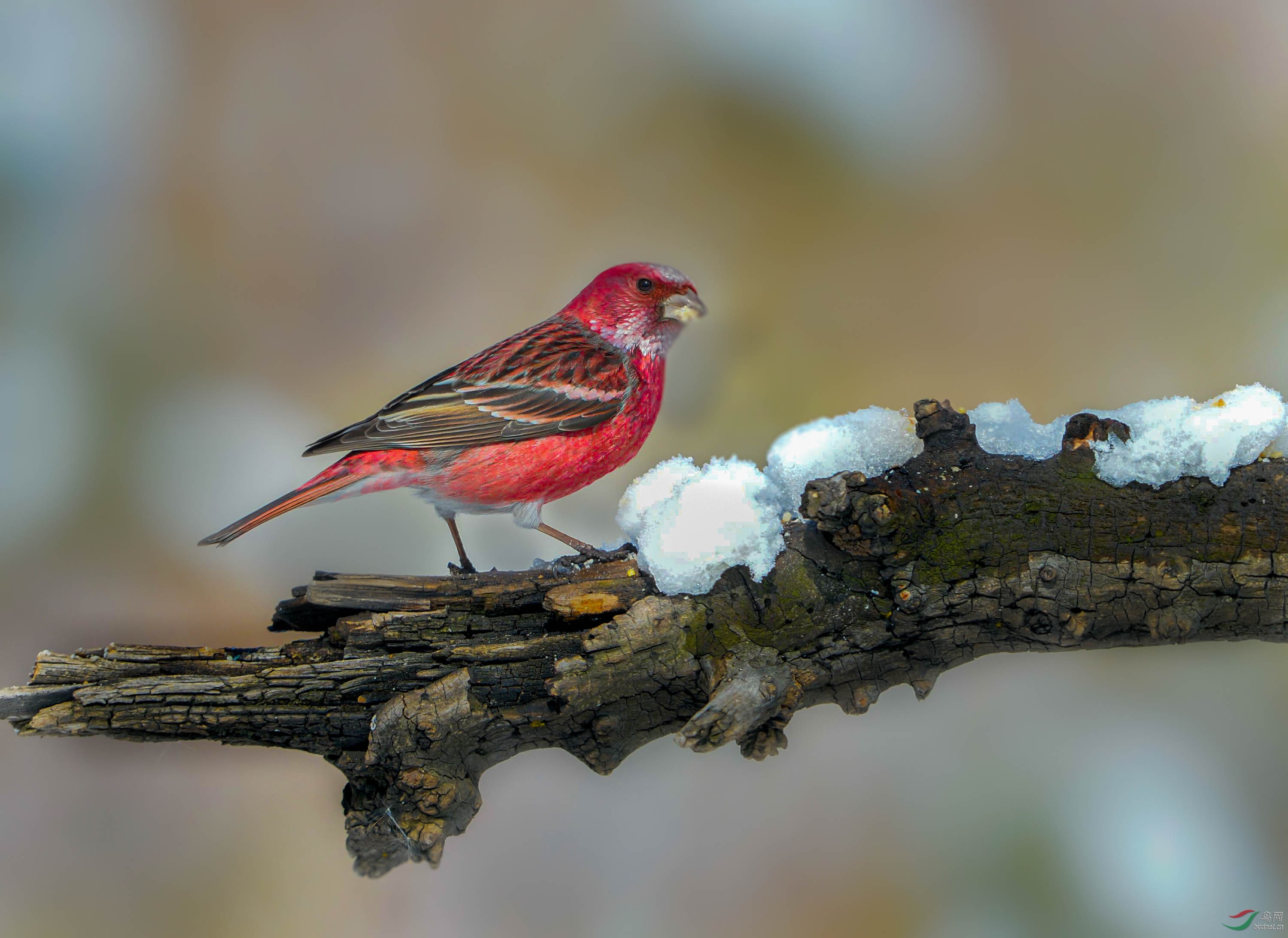 DSC_9944_--��ѩ��--3.jpg