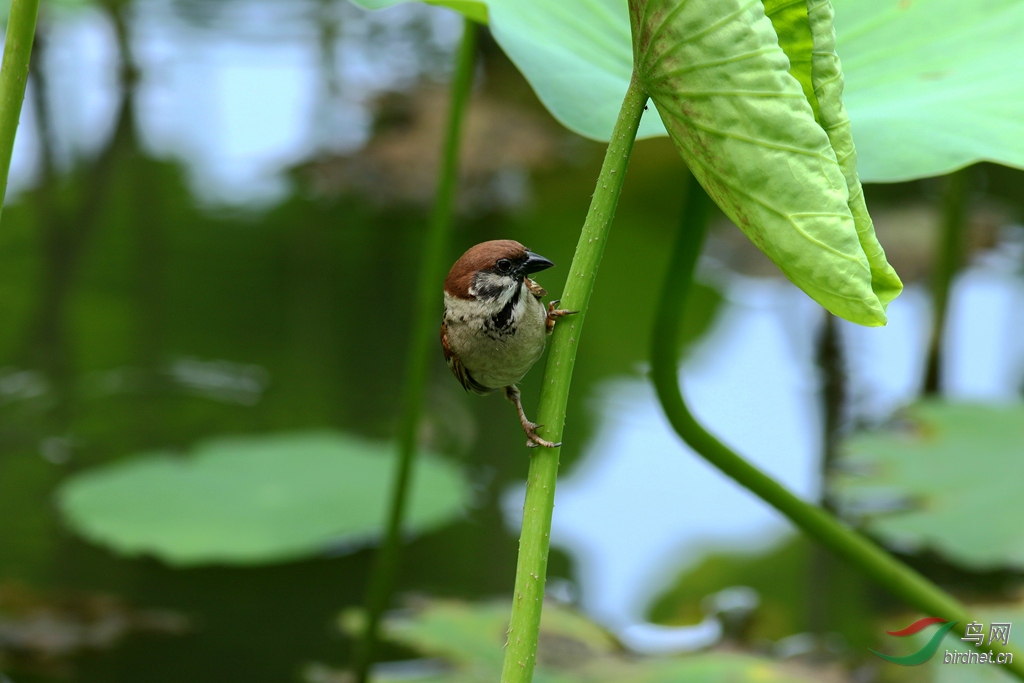 论坛 69 主题区 69 野生鸟类 69 麻雀