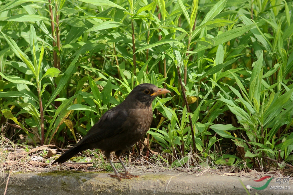 乌鸫