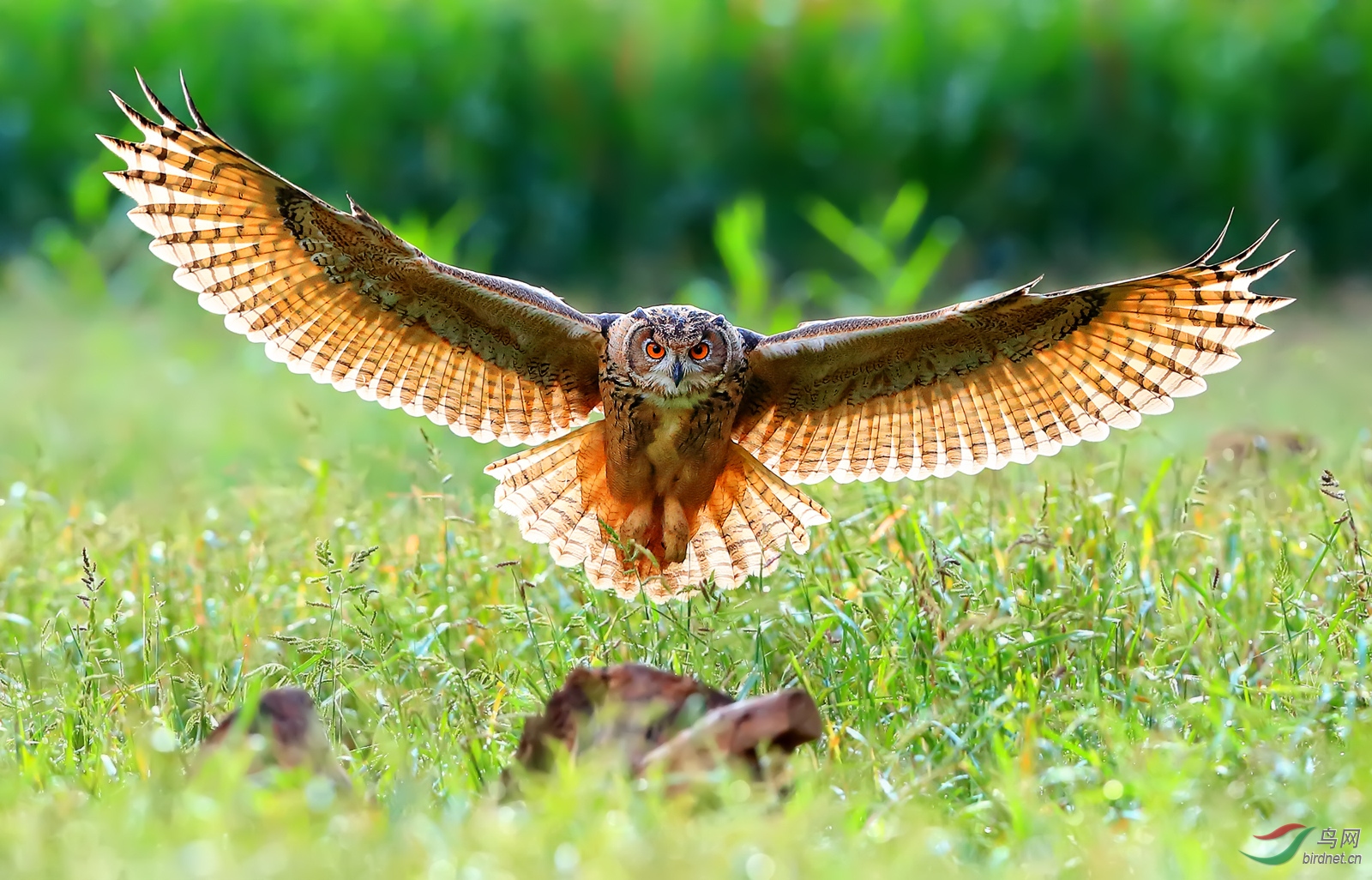 猛禽雕鸮飞临祝贺老师佳作荣获vip综合精华