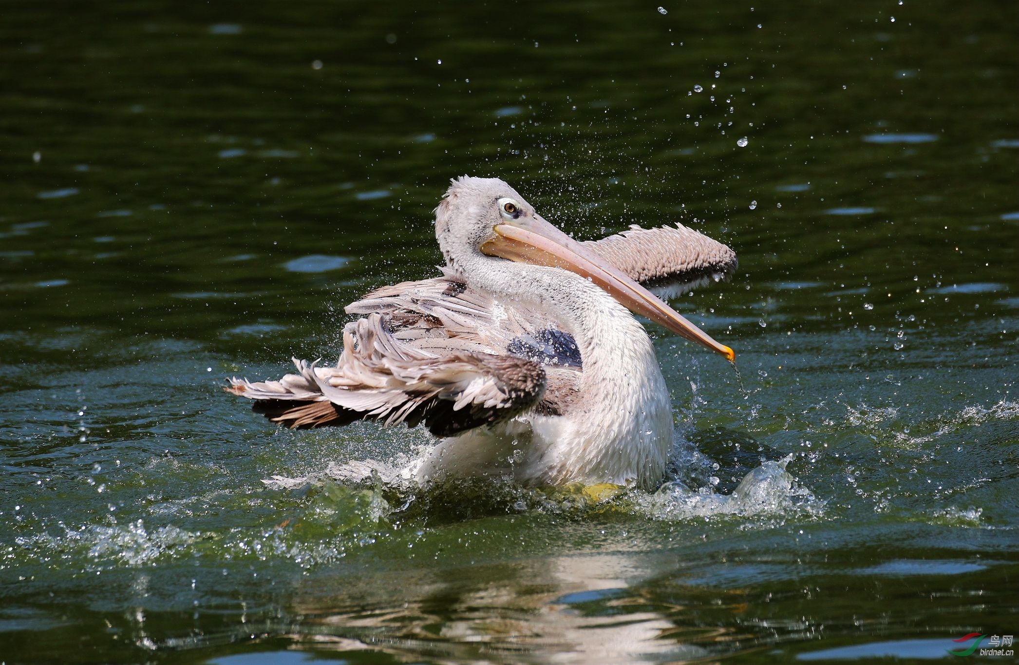 愉快洗浴的粉红背鹈鹕