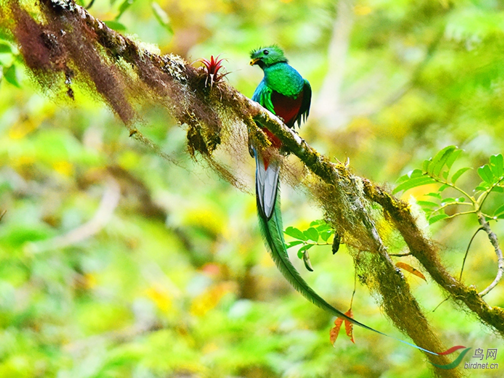 凤尾绿咬鹃祝贺荣获首页鸟类精华