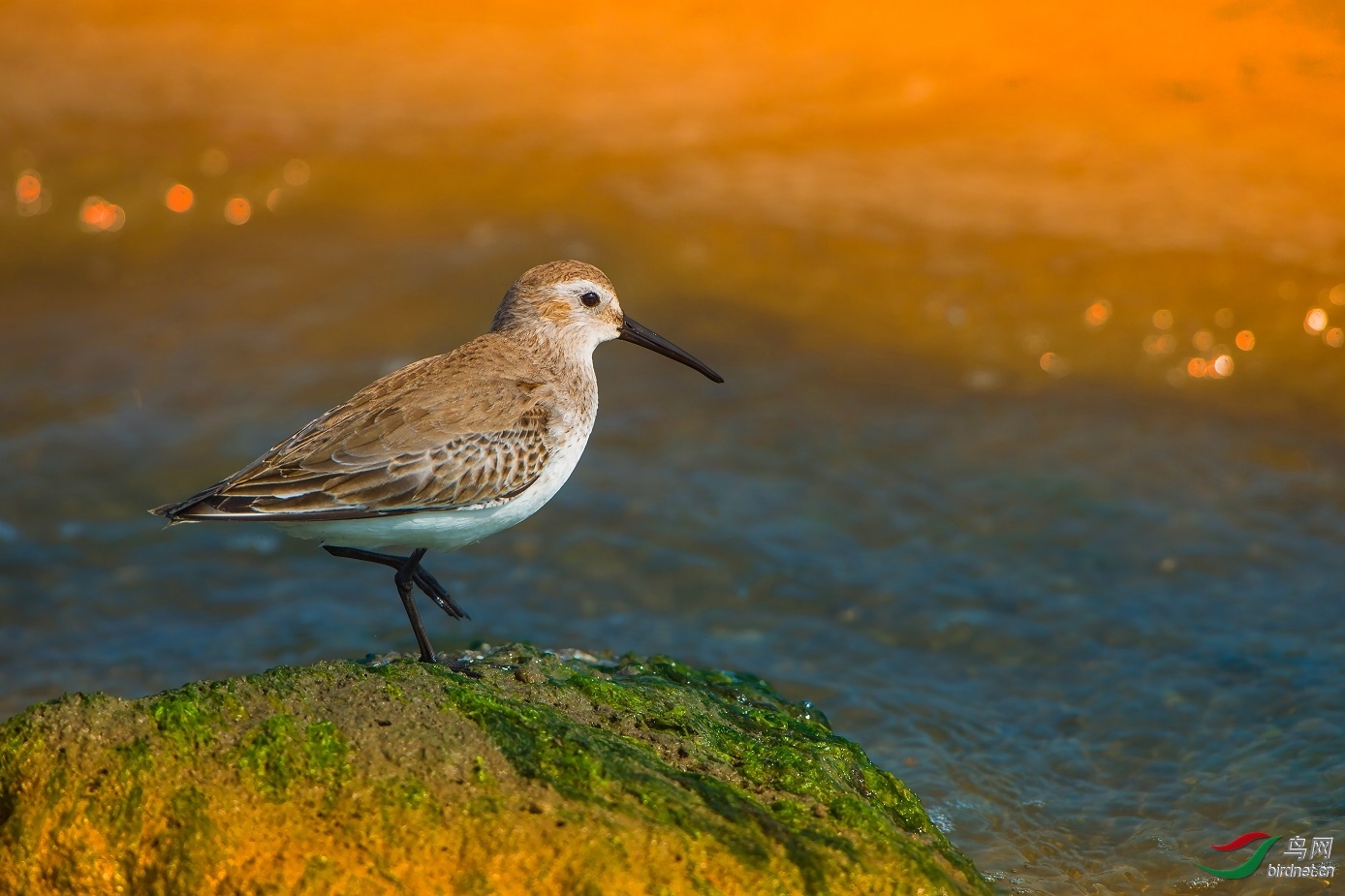 ��ʯ��ʿ ��ʦ����.jpg