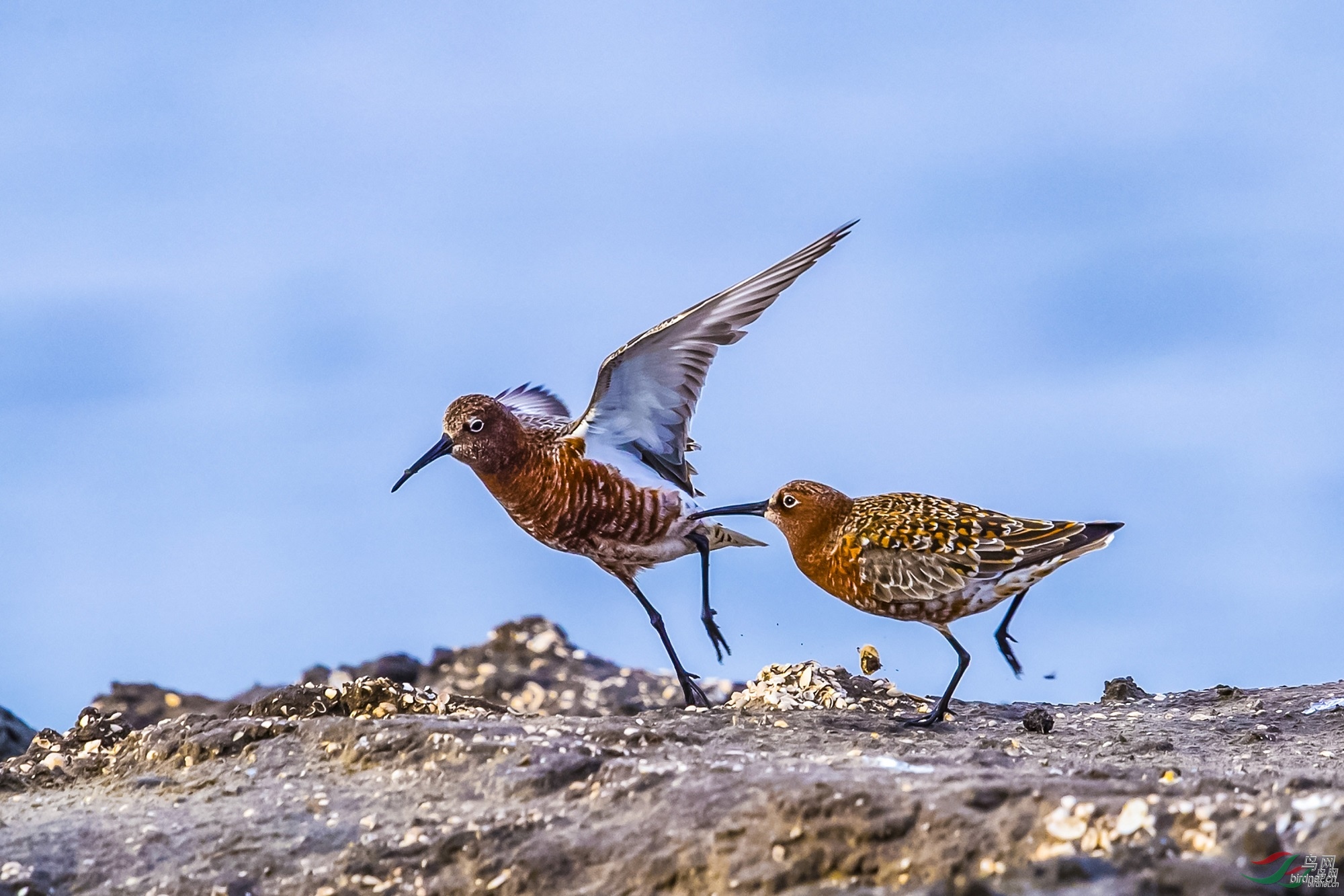 �����ѩ ��ʦ����500.jpg