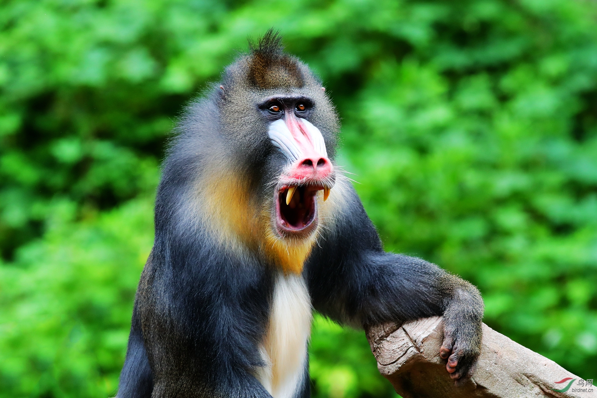 山魈贺荣获首页精华