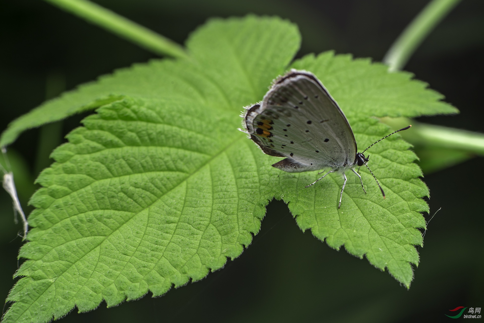 DSC_1926.jpg