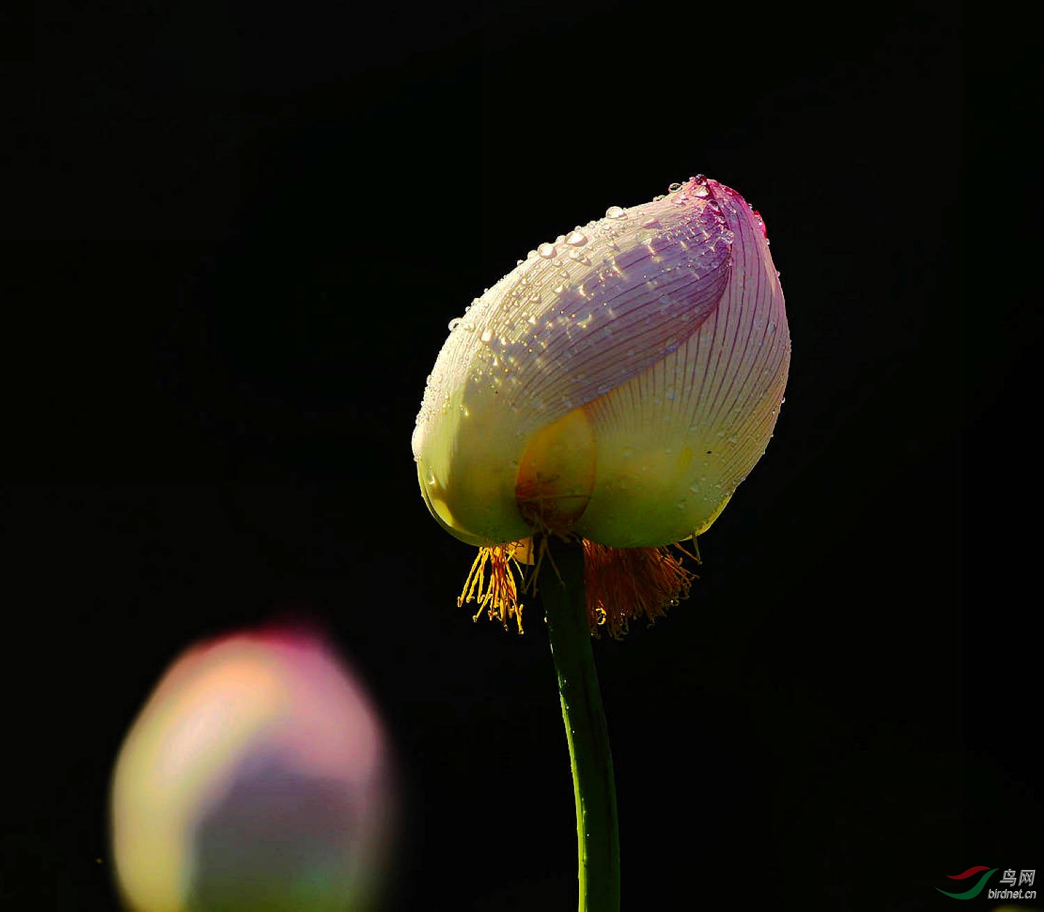 _D803581.jpg