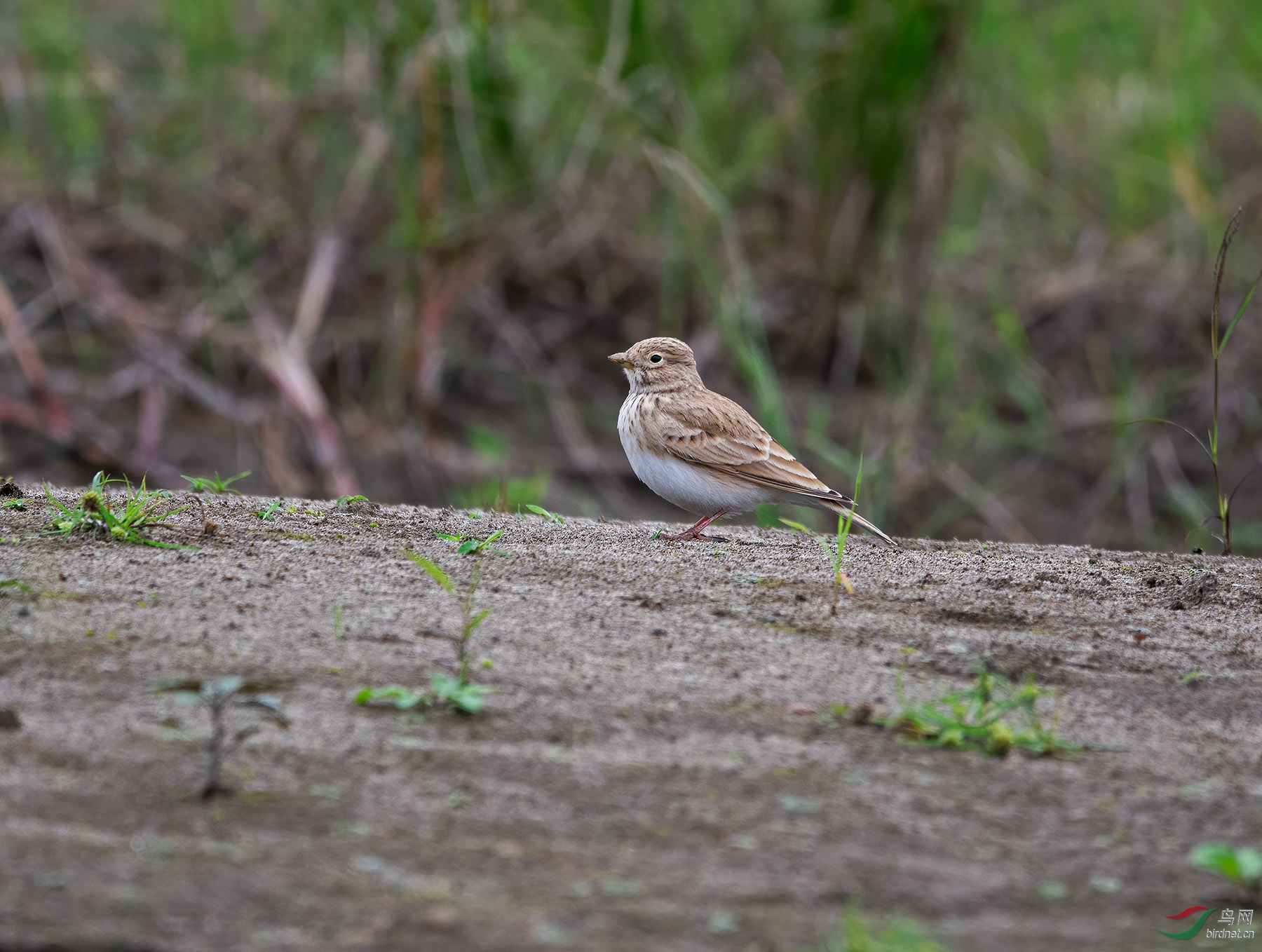 DSC_8274.jpg