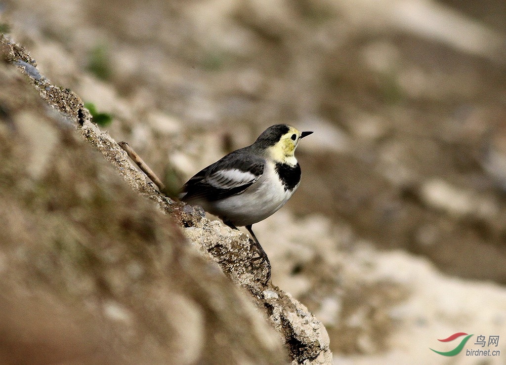 ���n�_��