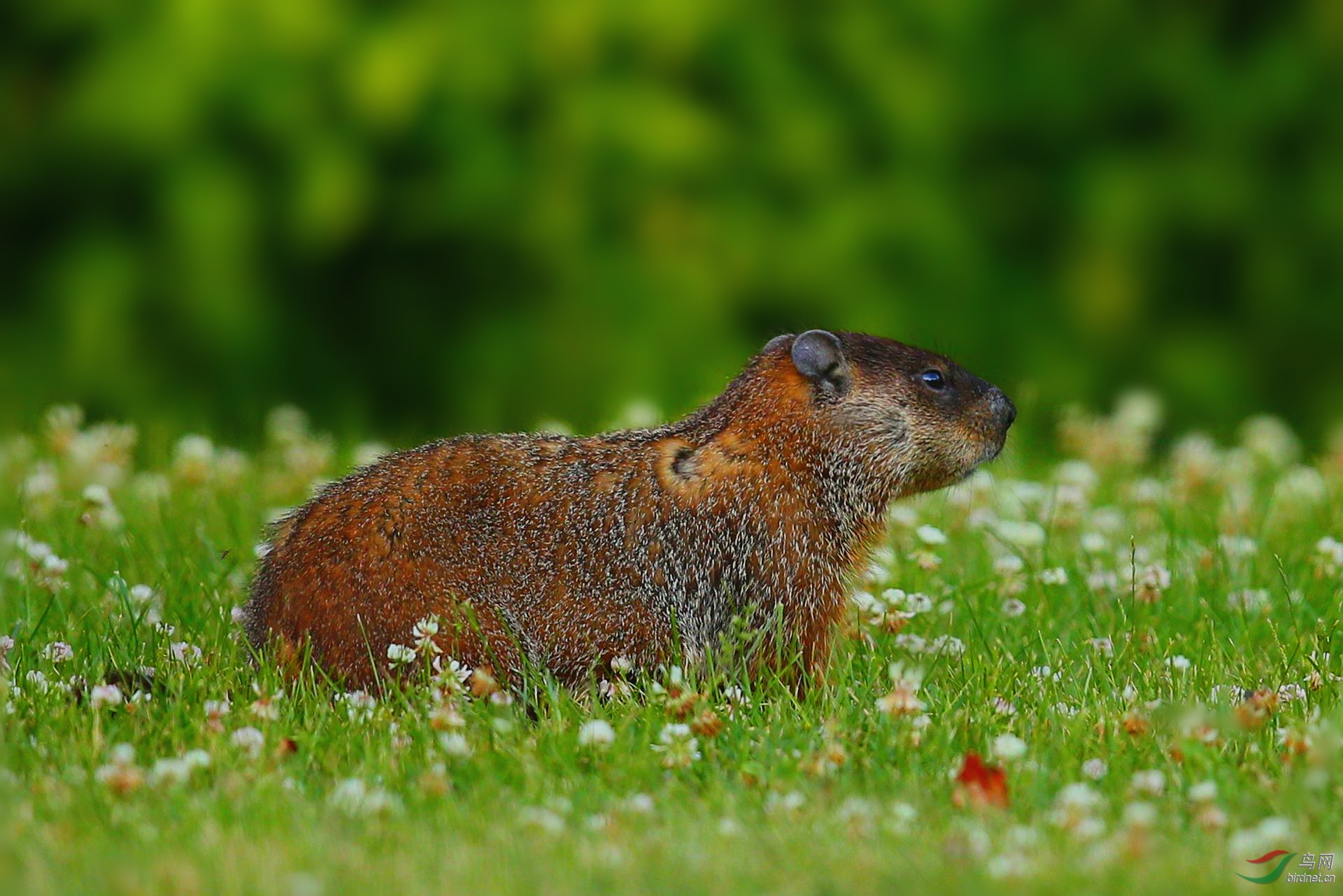 【又见土拨鼠】(恭贺老师佳作荣获首页精华)