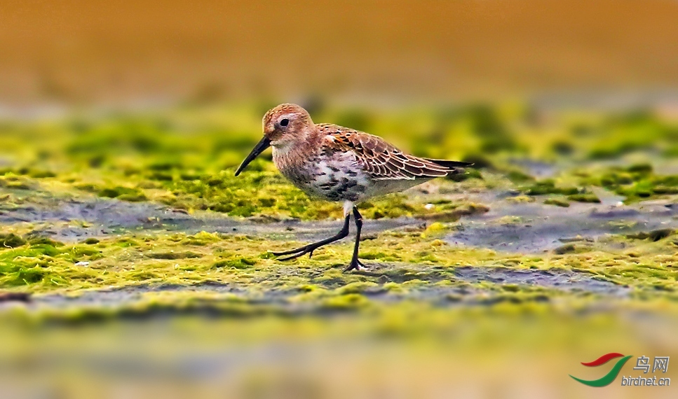 ����09 ��ʦ�����ںӱ�ʡ�ػʵ���.jpg