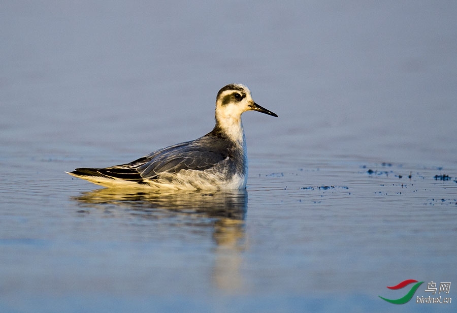 ������ ��ʦ�����ںӱ�ʡ�ػʵ���.jpg