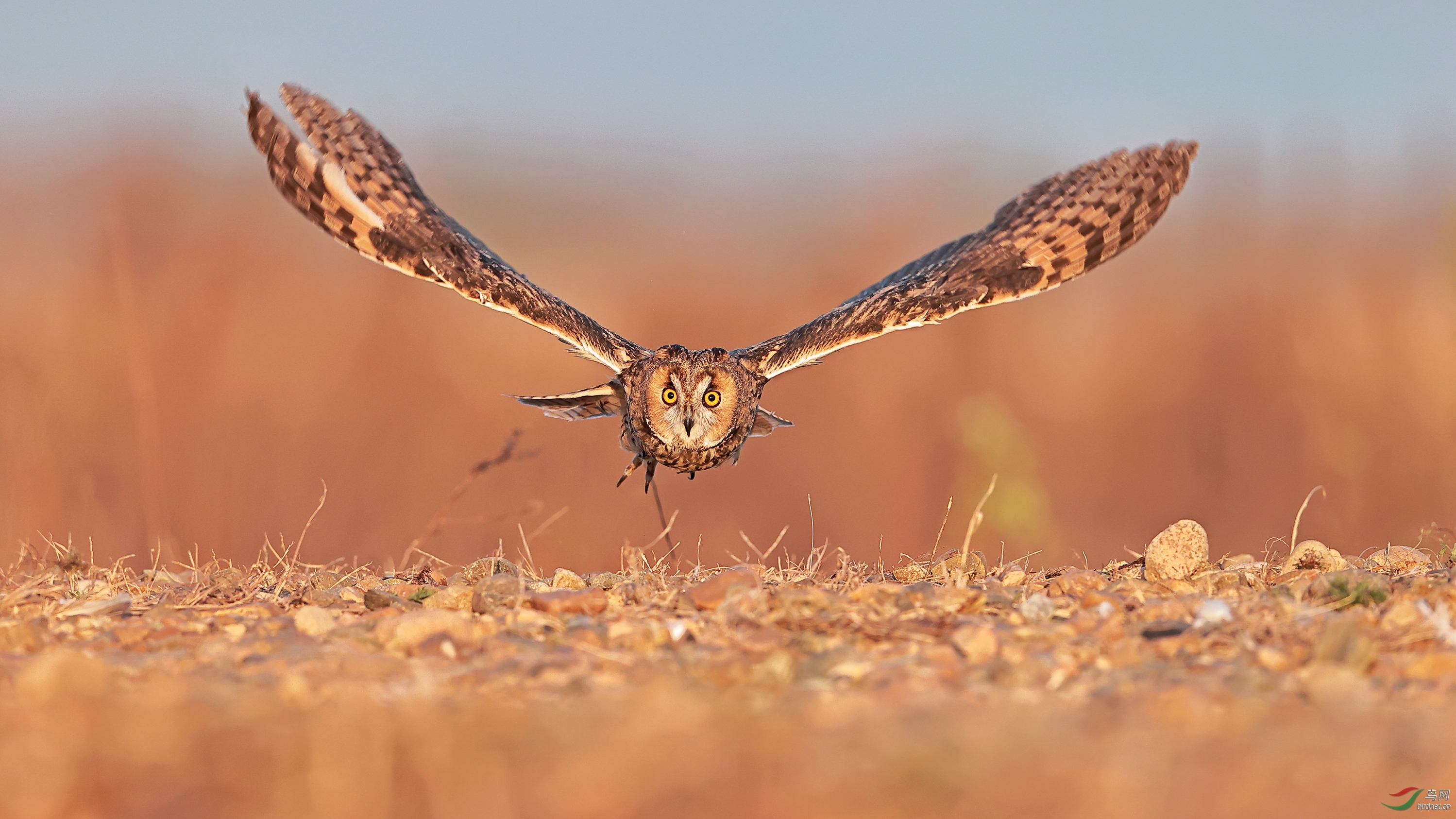 长耳林鸮迎面而来荣获本版佳作