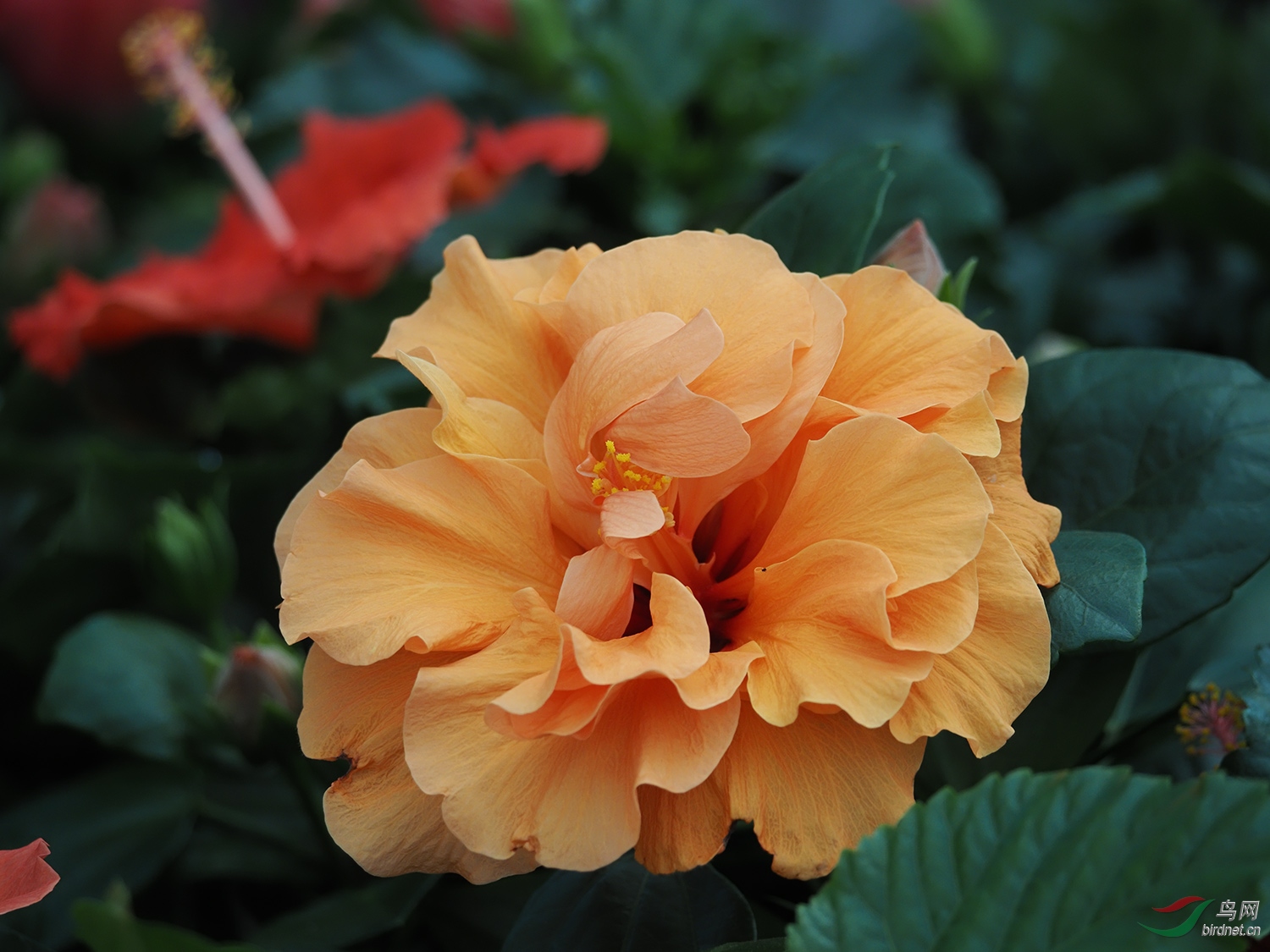 �ذ�����