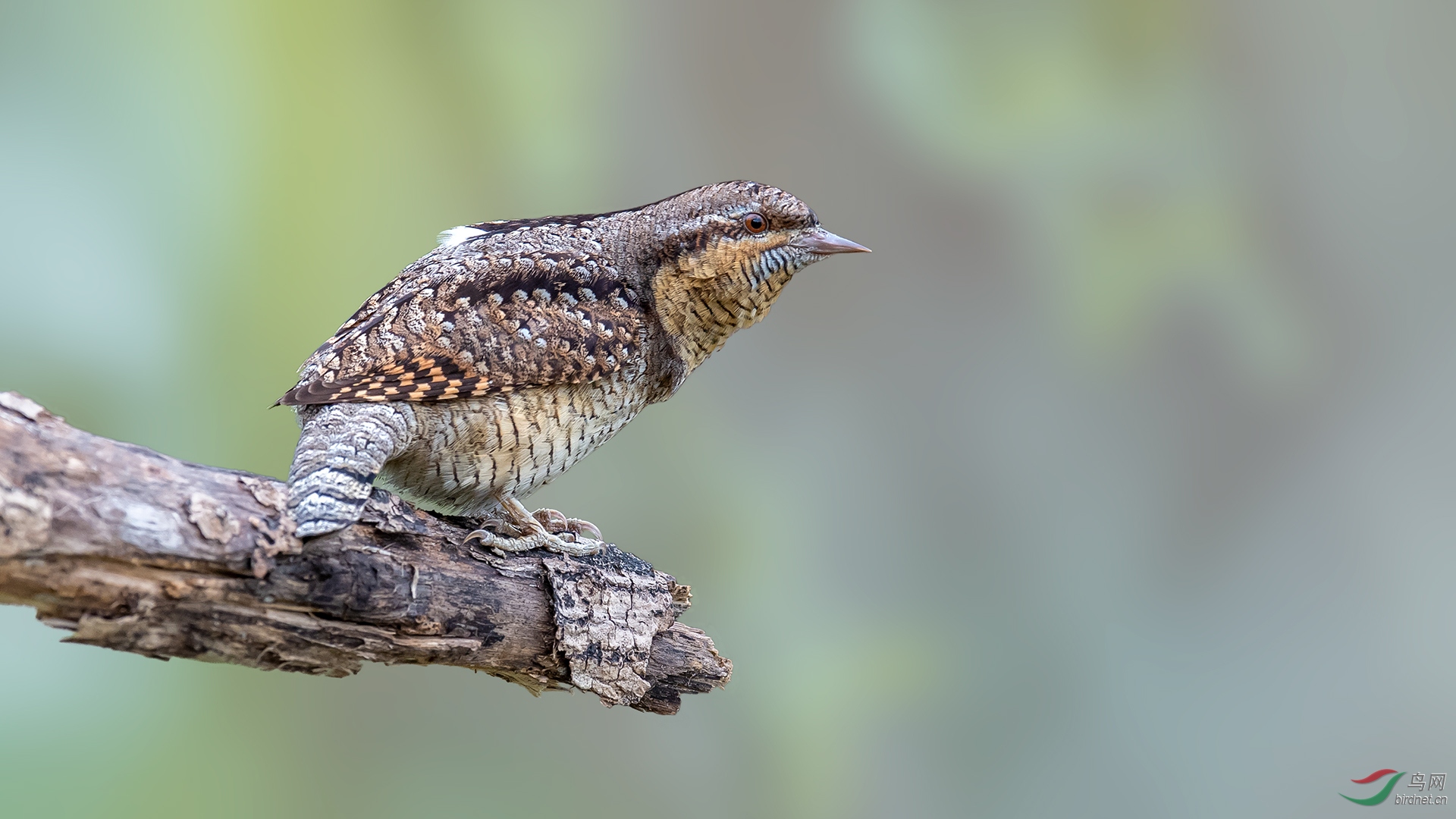 DSC_3421.jpg