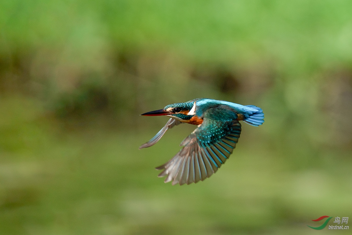 DSC_p6156.jpg