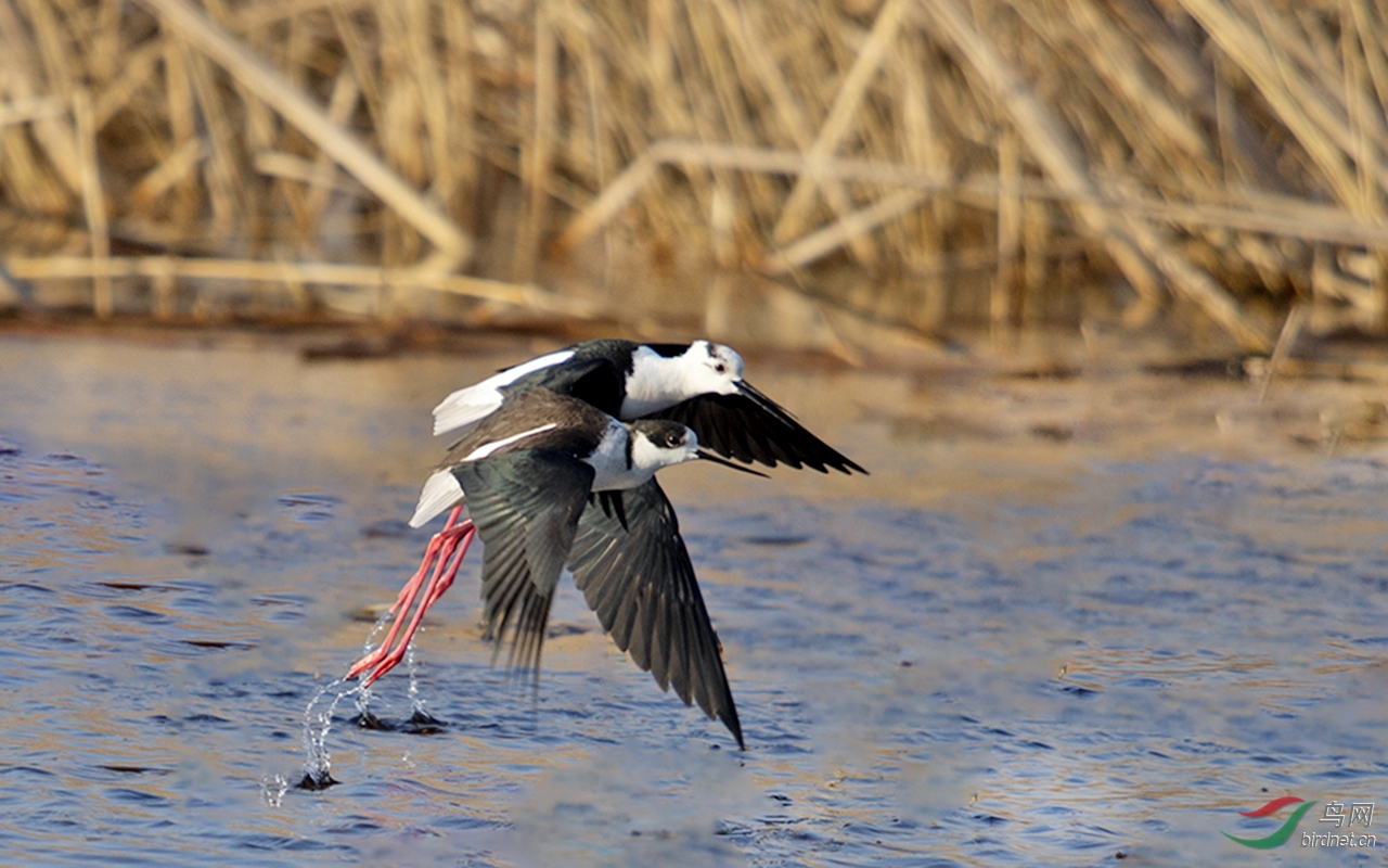 DSC_6492.jpgc.jpg