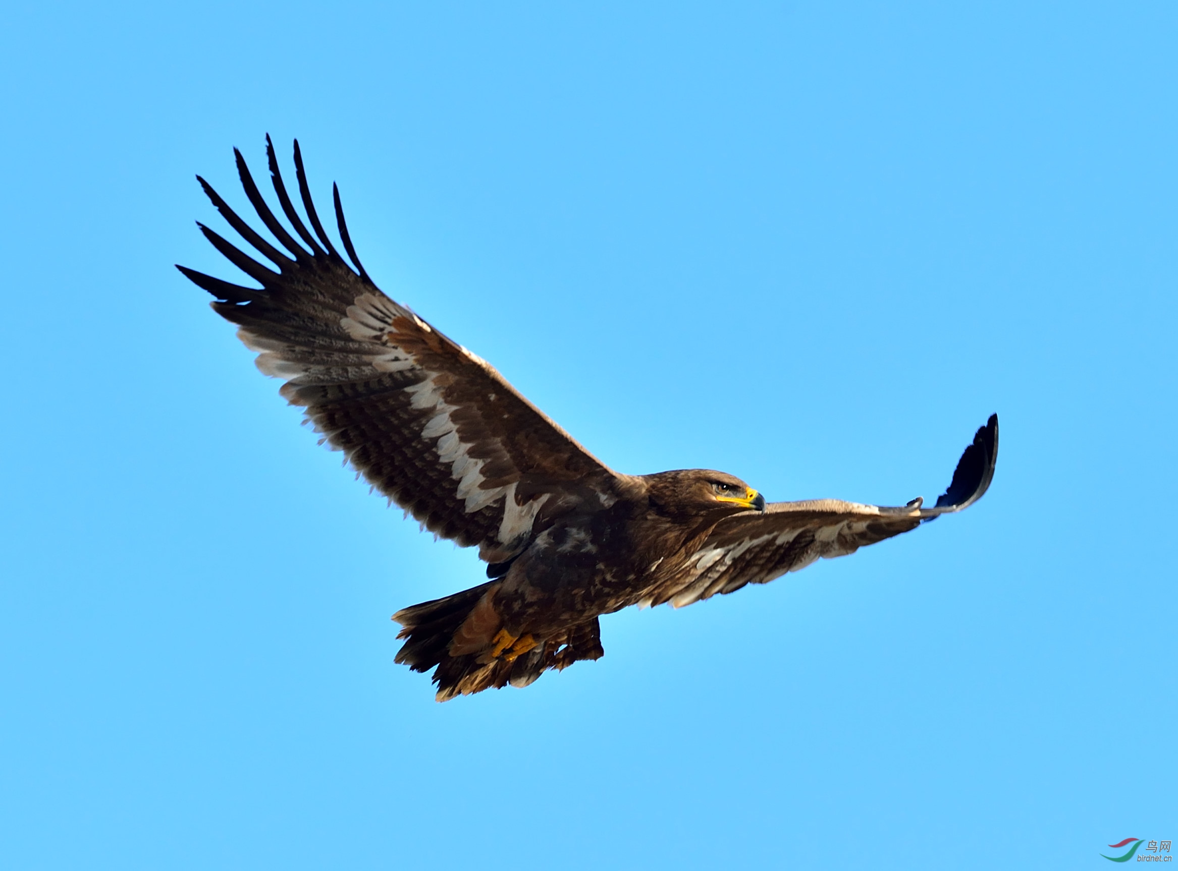 空中翱翔的草原雕