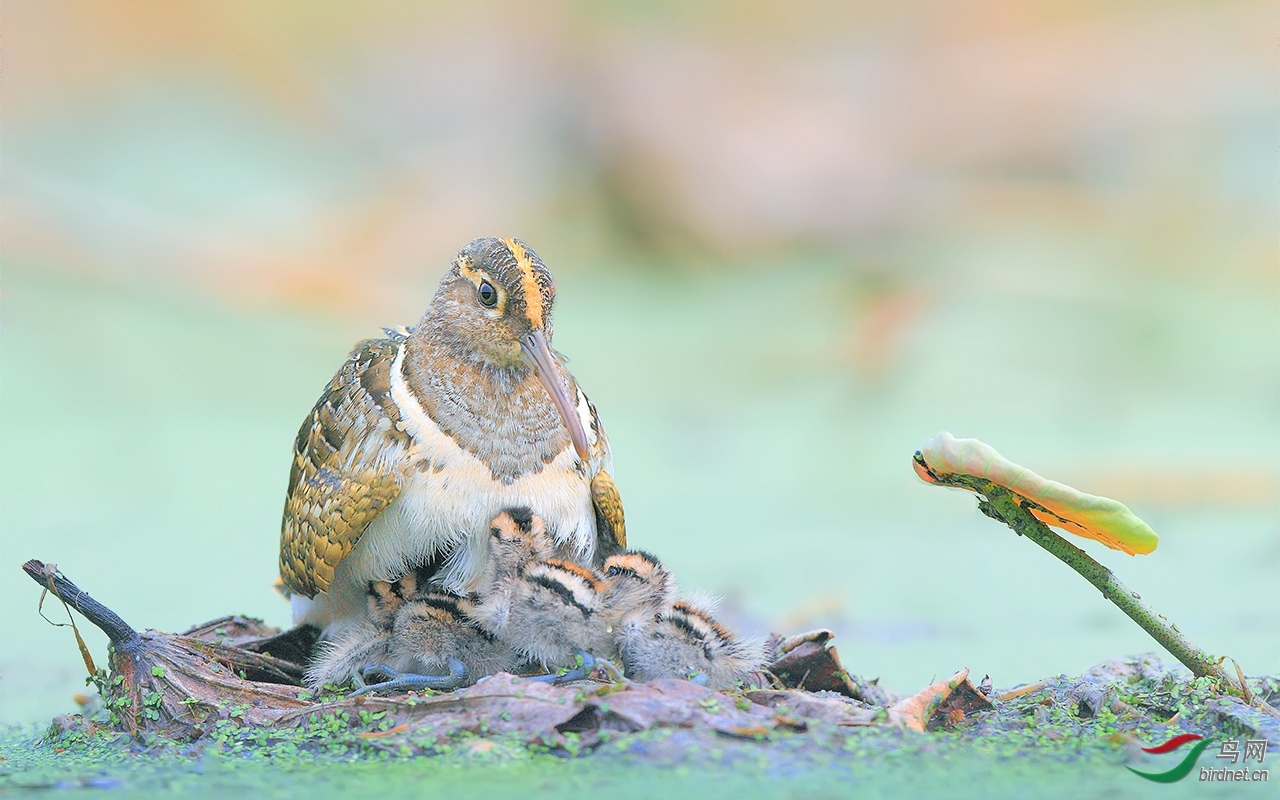 ������ ��ʦ����.jpg