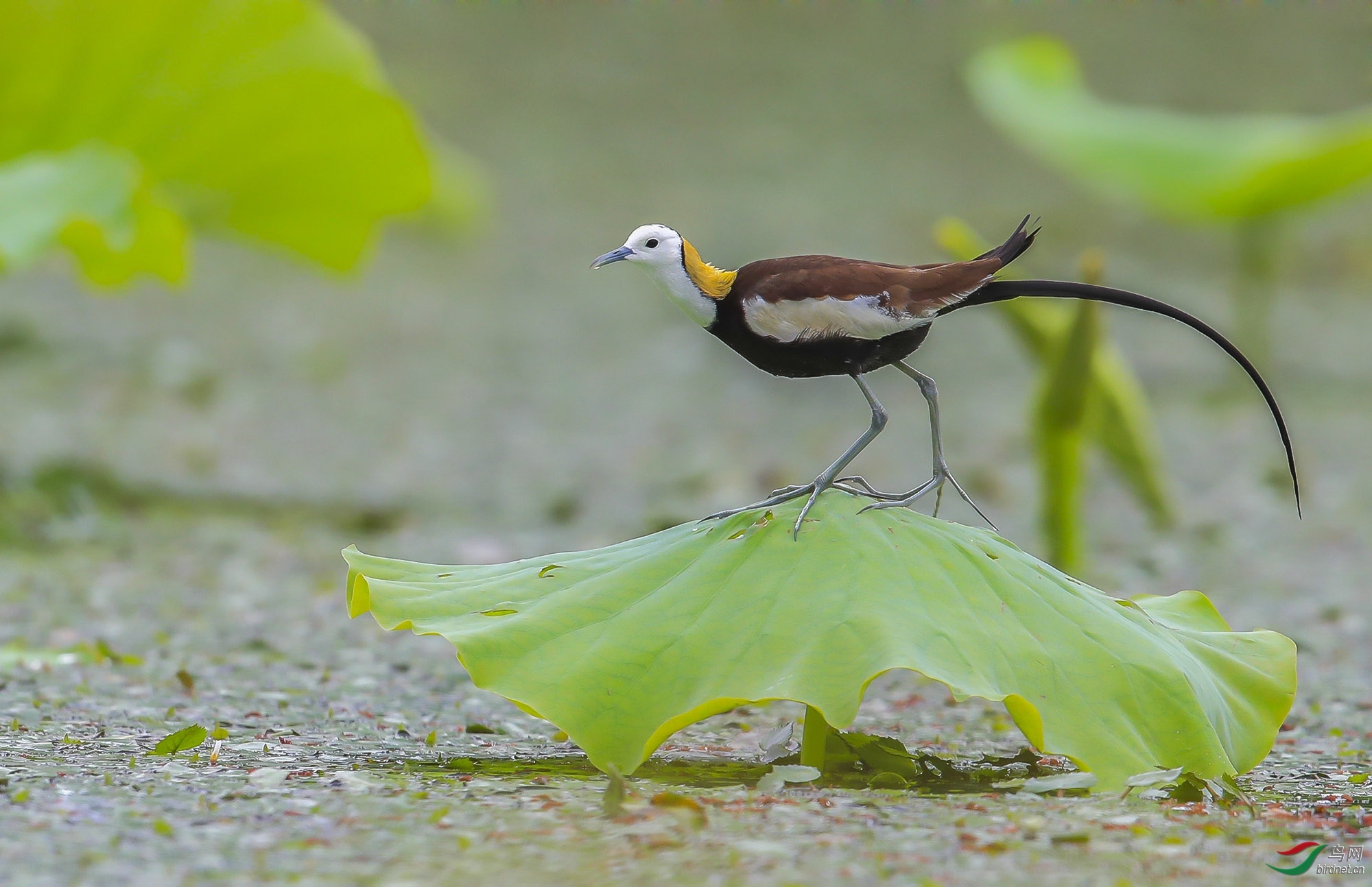 һ���� ��ʦ����.jpg