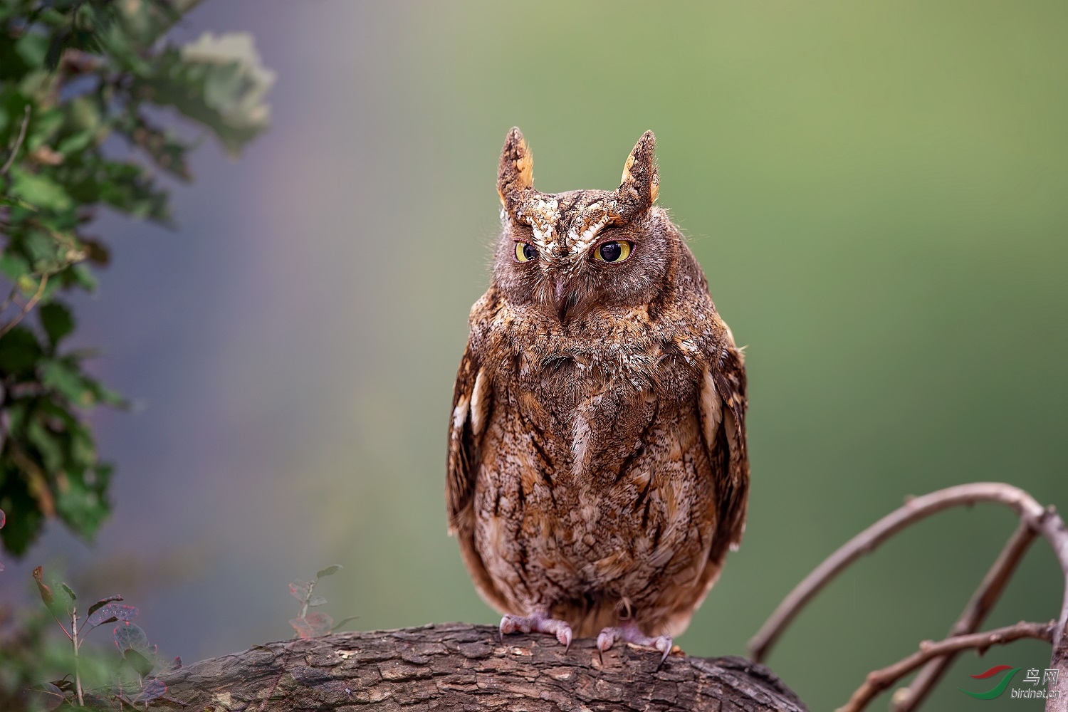 东方角鸮恭喜老师佳作荣获鸟类精华