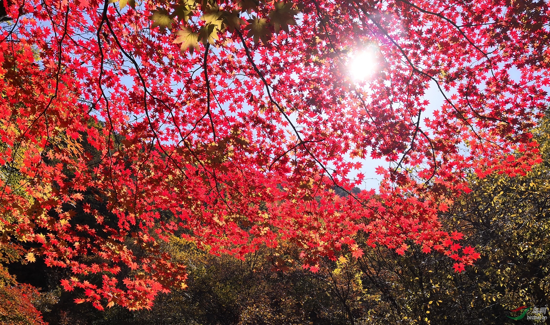 本溪關門山紅葉_看圖王.jpg