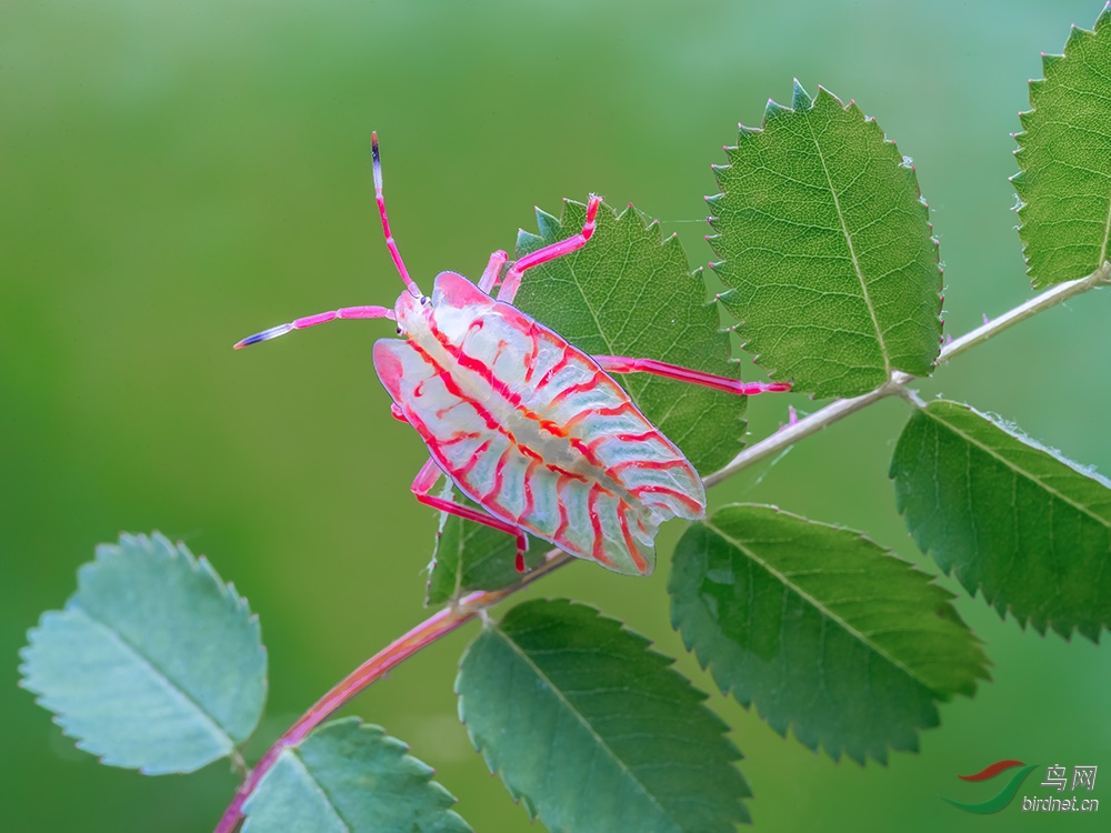 荔蝽贺获首页精华