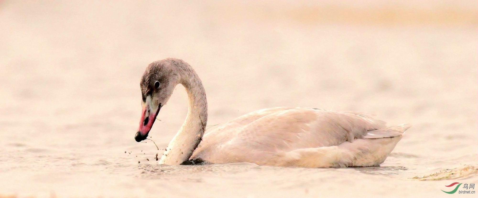 AK2Y9618_2000.jpg