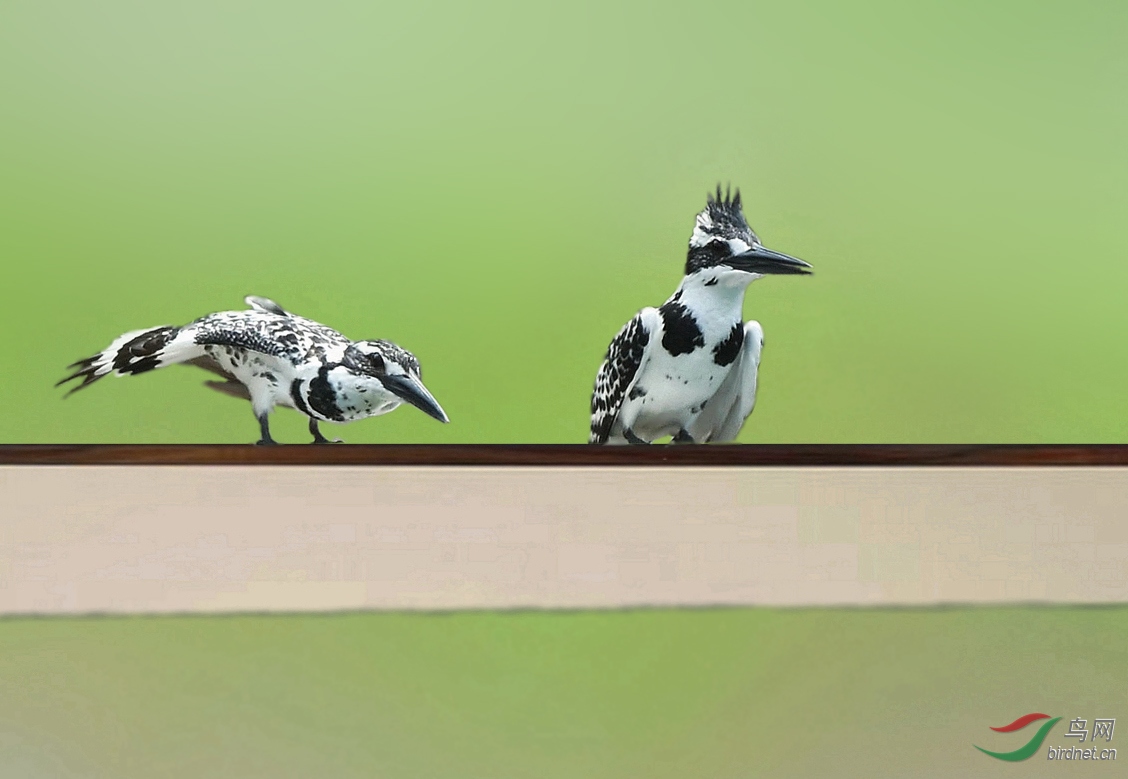 �ұ���Ů��ͬ��˧����飨�������ã��������ڣ�