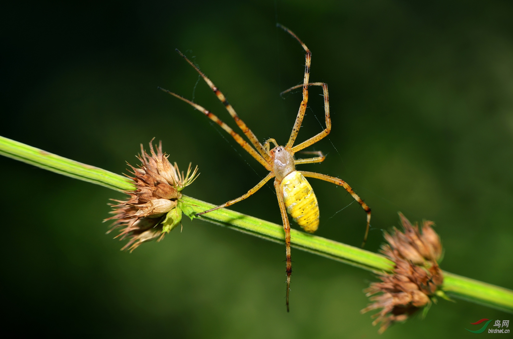 横纹金蛛贺获首页精华