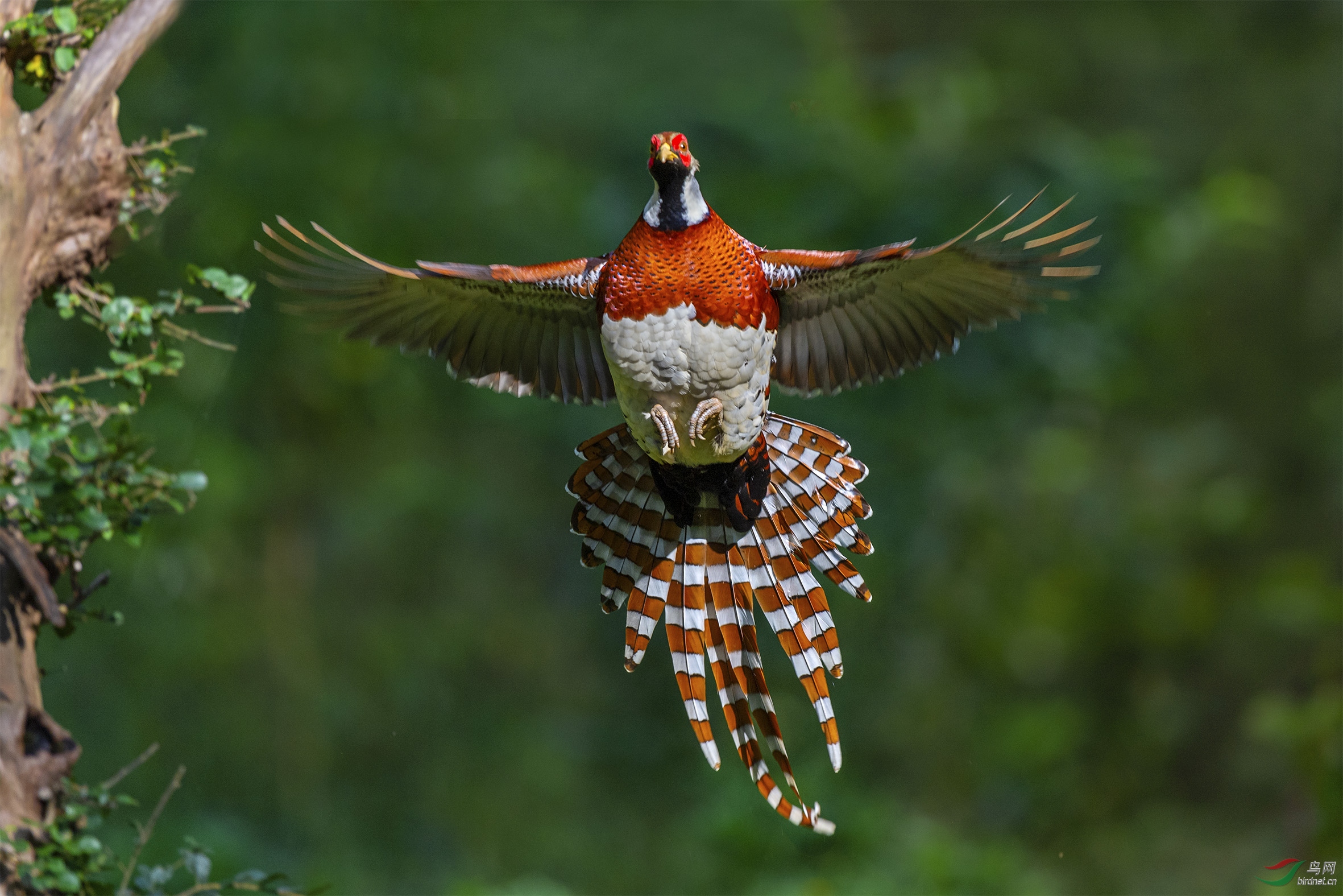 DSC_7119-1.jpg