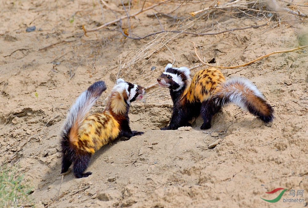 虎鼬嬉戏贺荣获首页精华