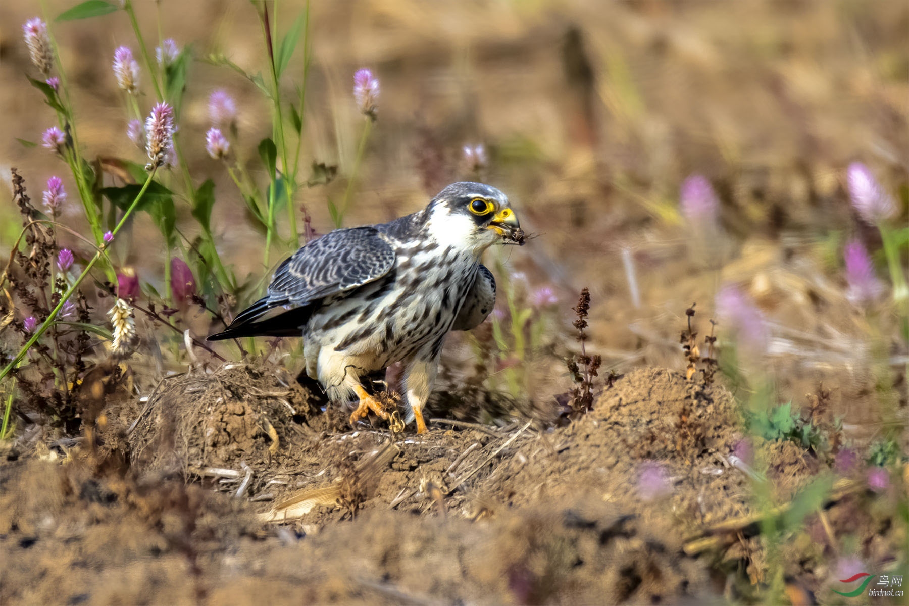 DSC_8335-1.jpg