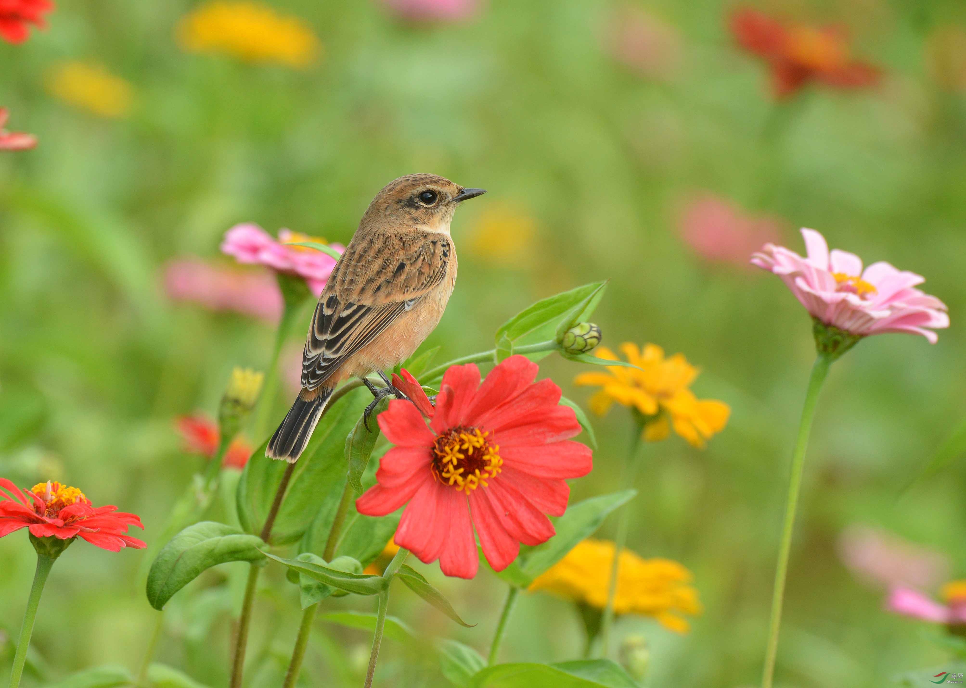 花间一只鸟贺获鸟类精华