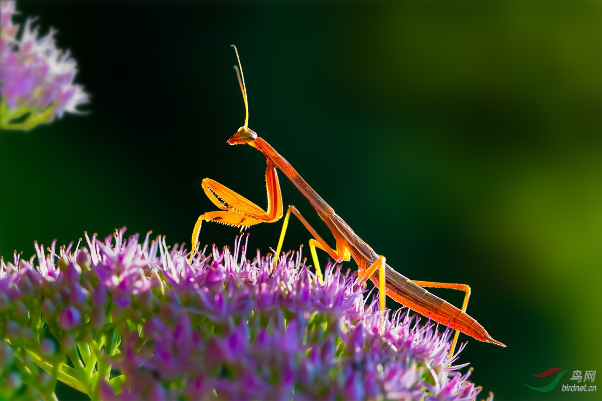 红螳螂贺获鸟网首页精华