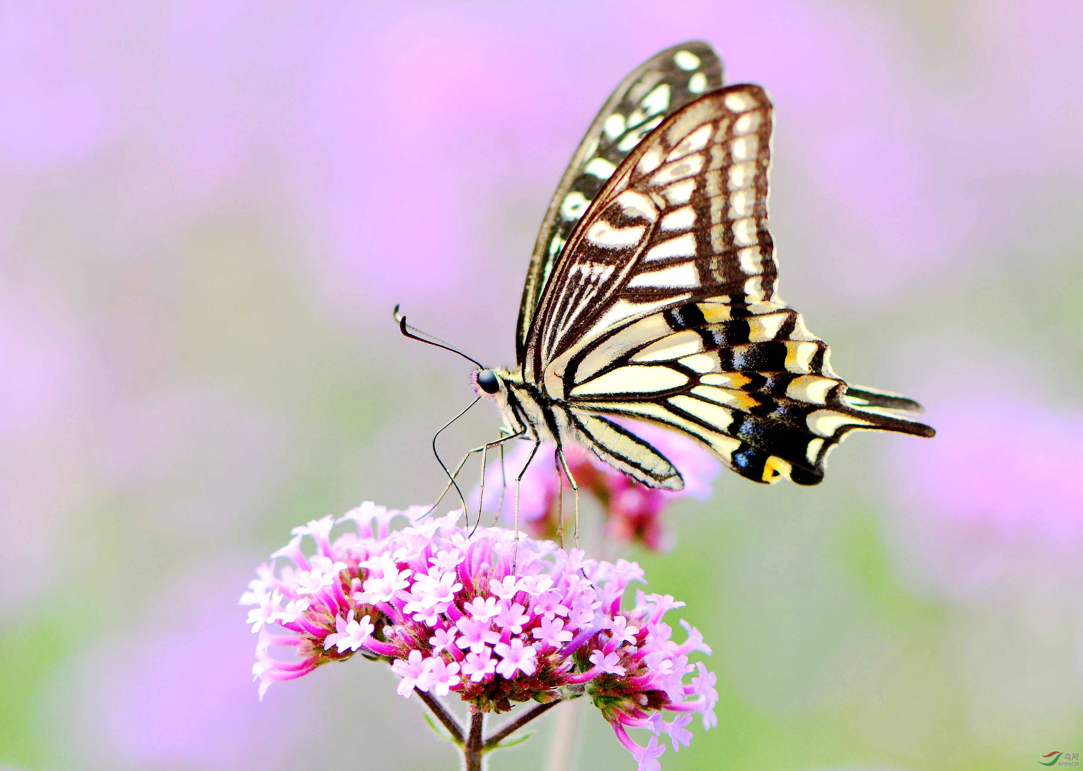 DSC_6155_conew3.jpg