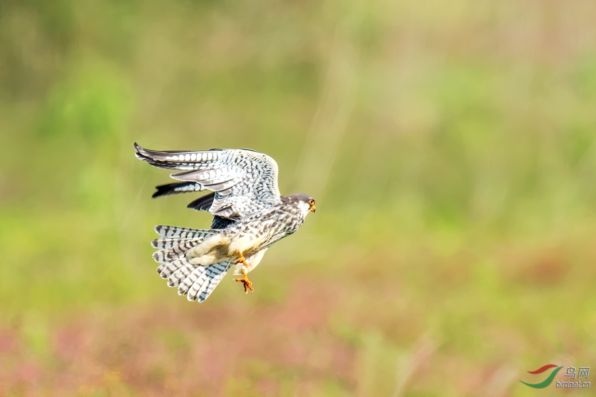 DSC_p7414.jpg