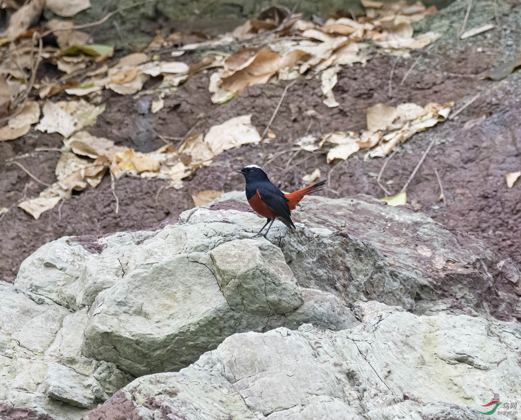 DSC_9837.jpg