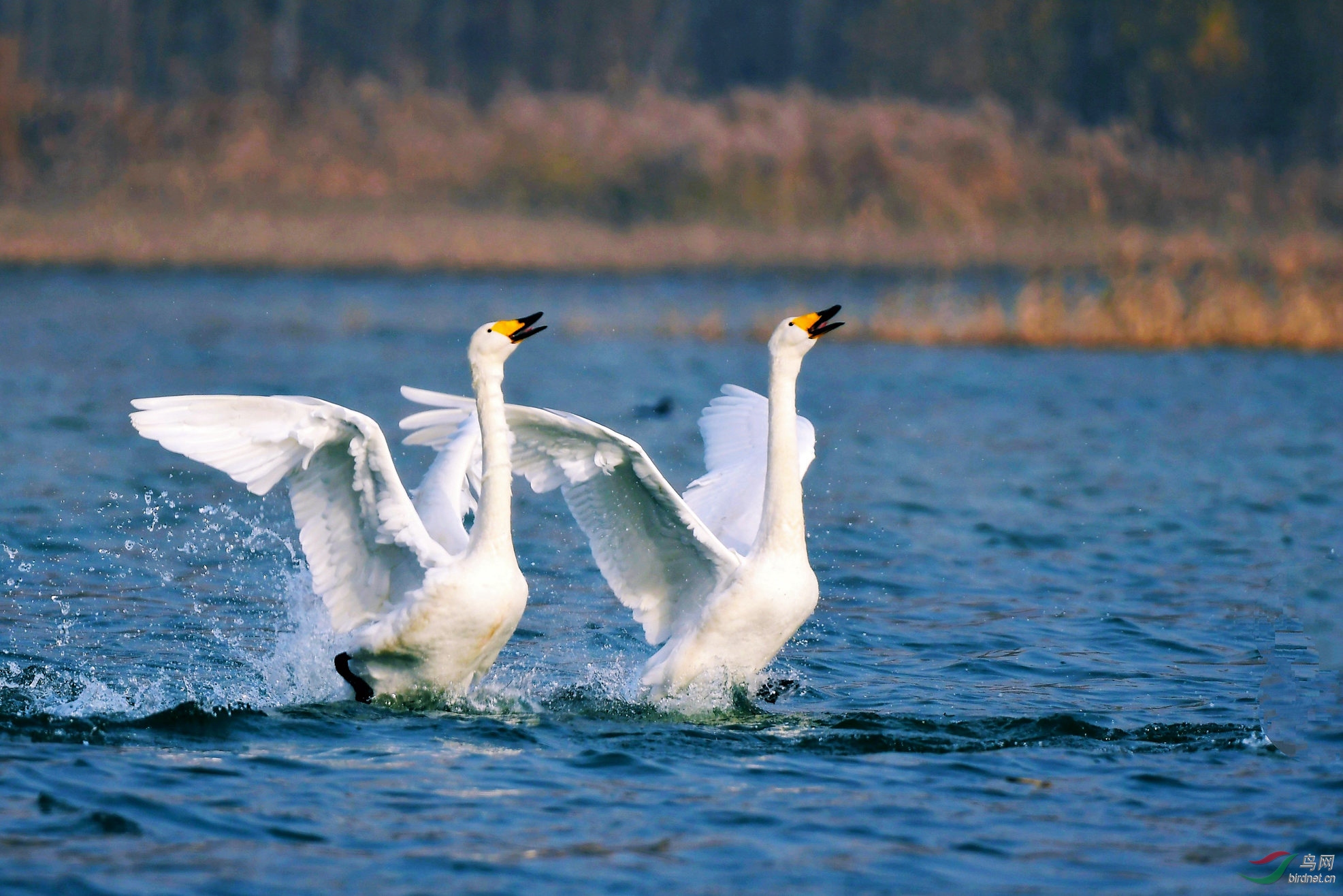 大天鹅 翩翩起舞.jpg