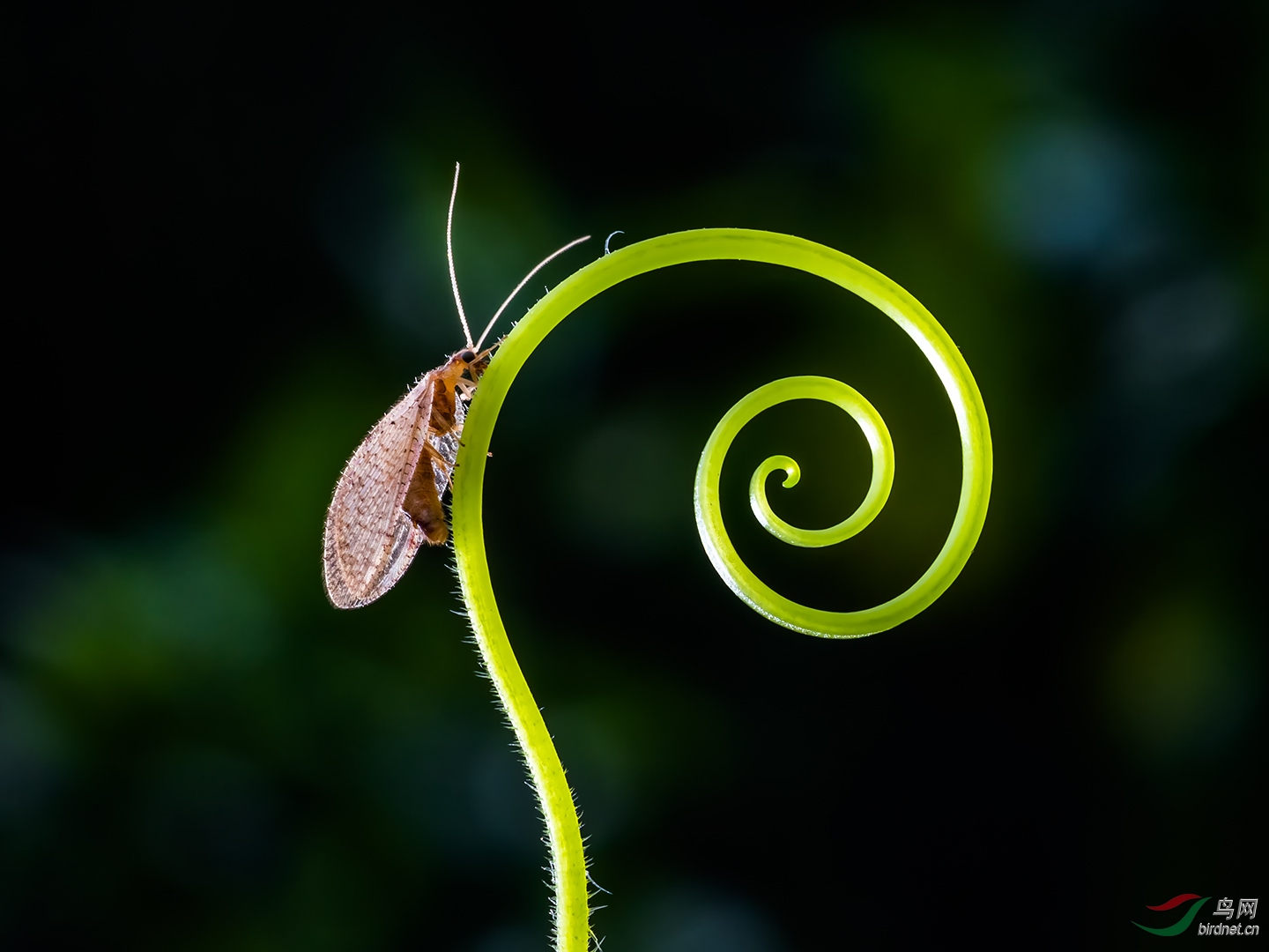 褐蛉贺获鸟网首页精华