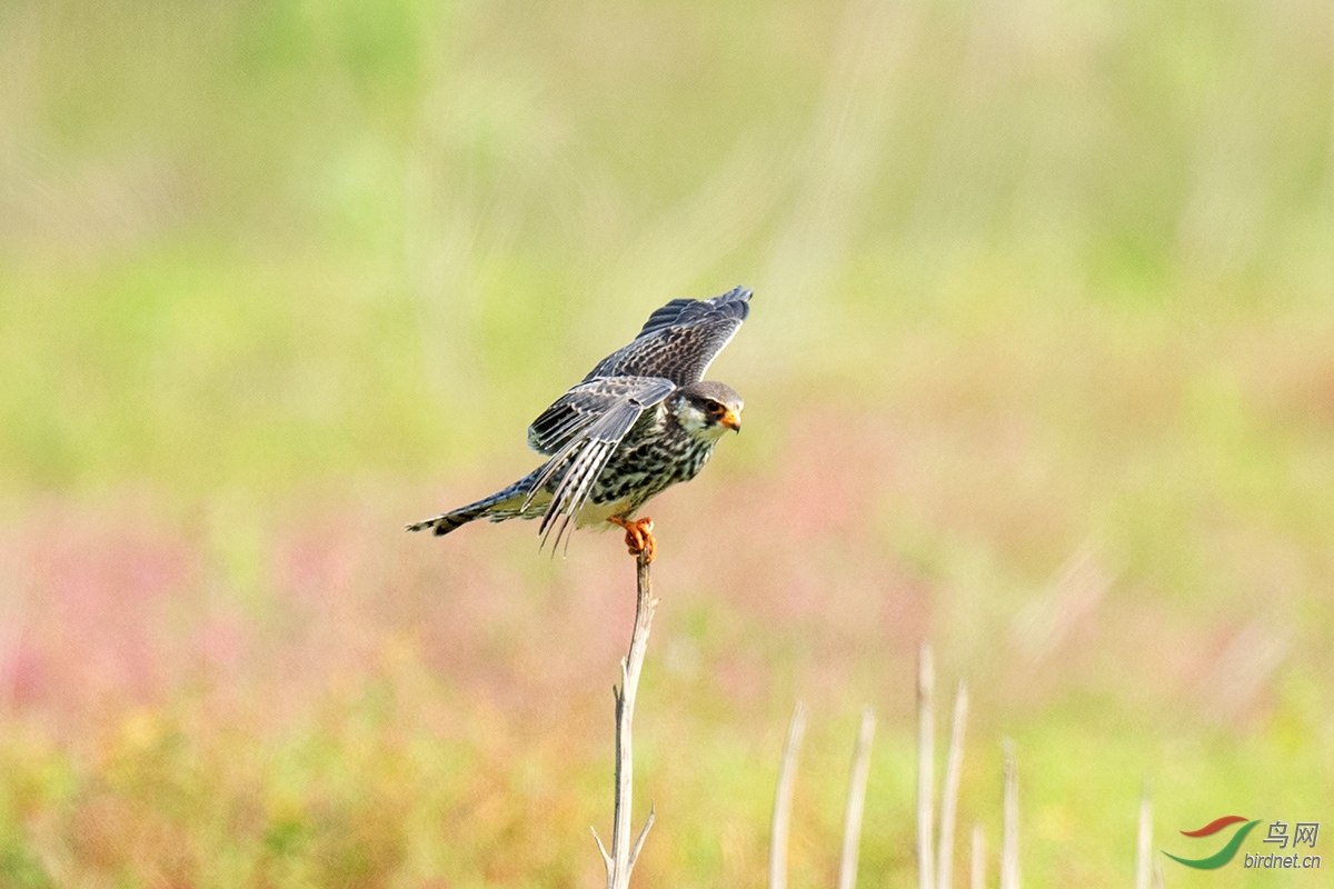 DSC_p7373.jpg