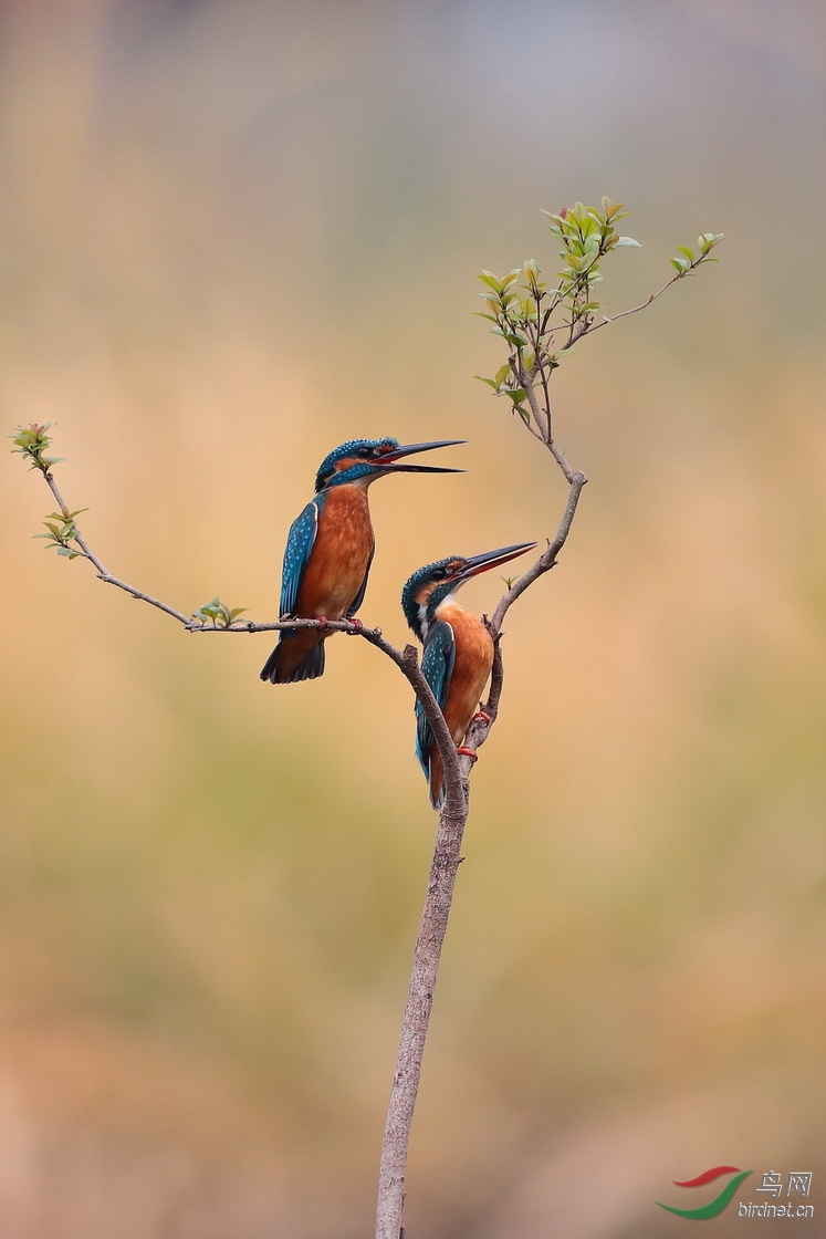 真的是一对翠鸟.