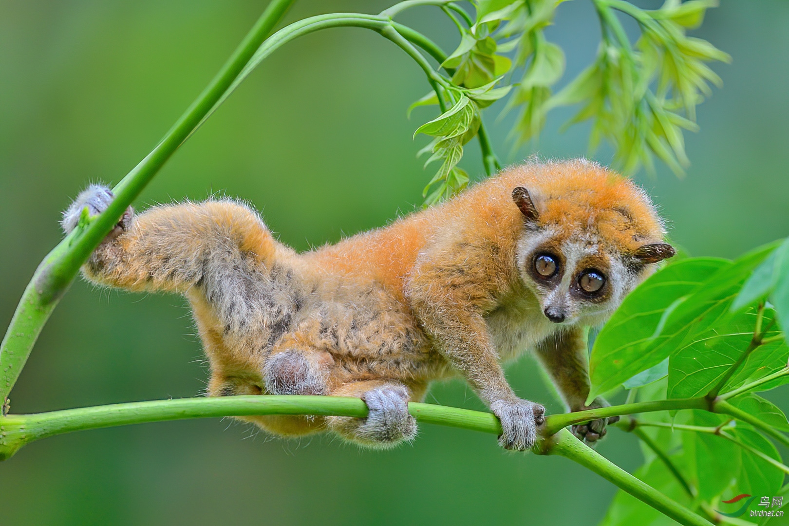 超萌倭蜂猴!贺荣获vip佳作