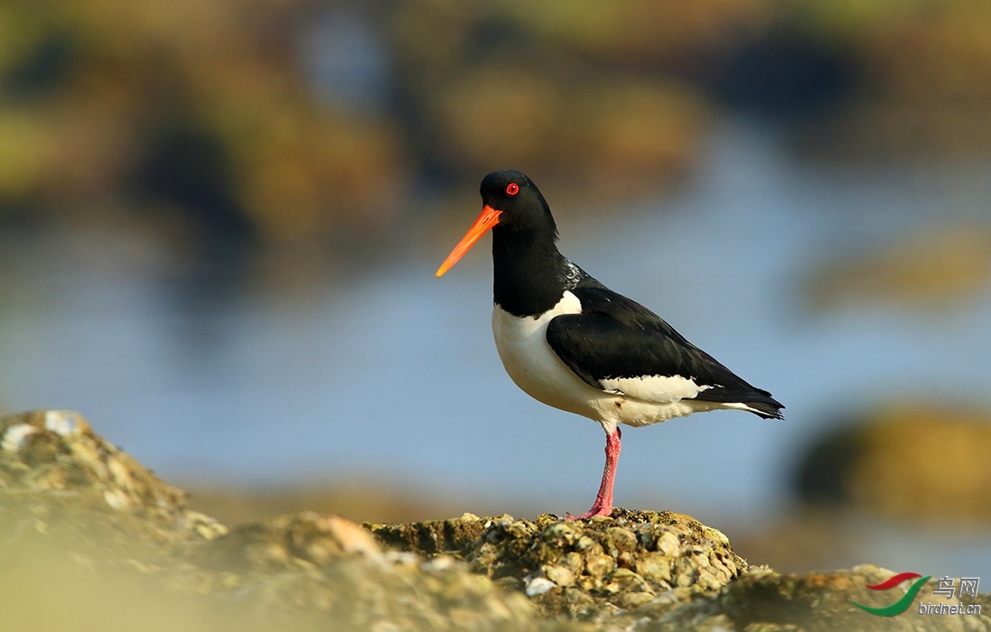 爱无言 老师拍摄于辽宁省大连市.jpg